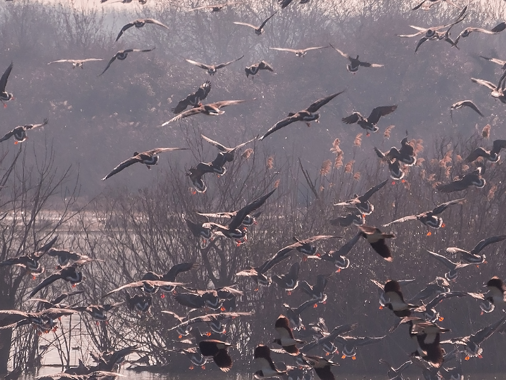 Lombard Geese-Isle of Cona