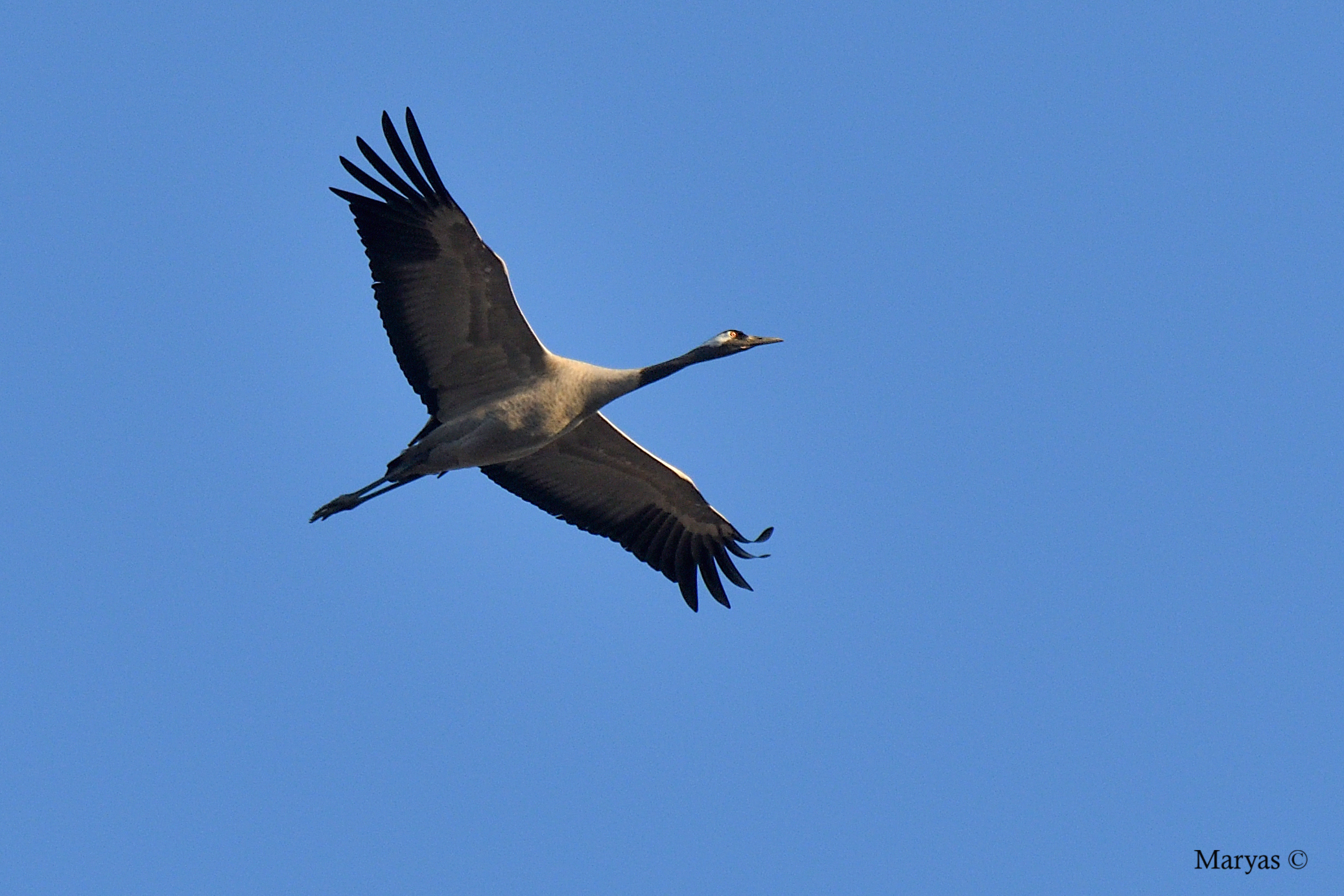Crane