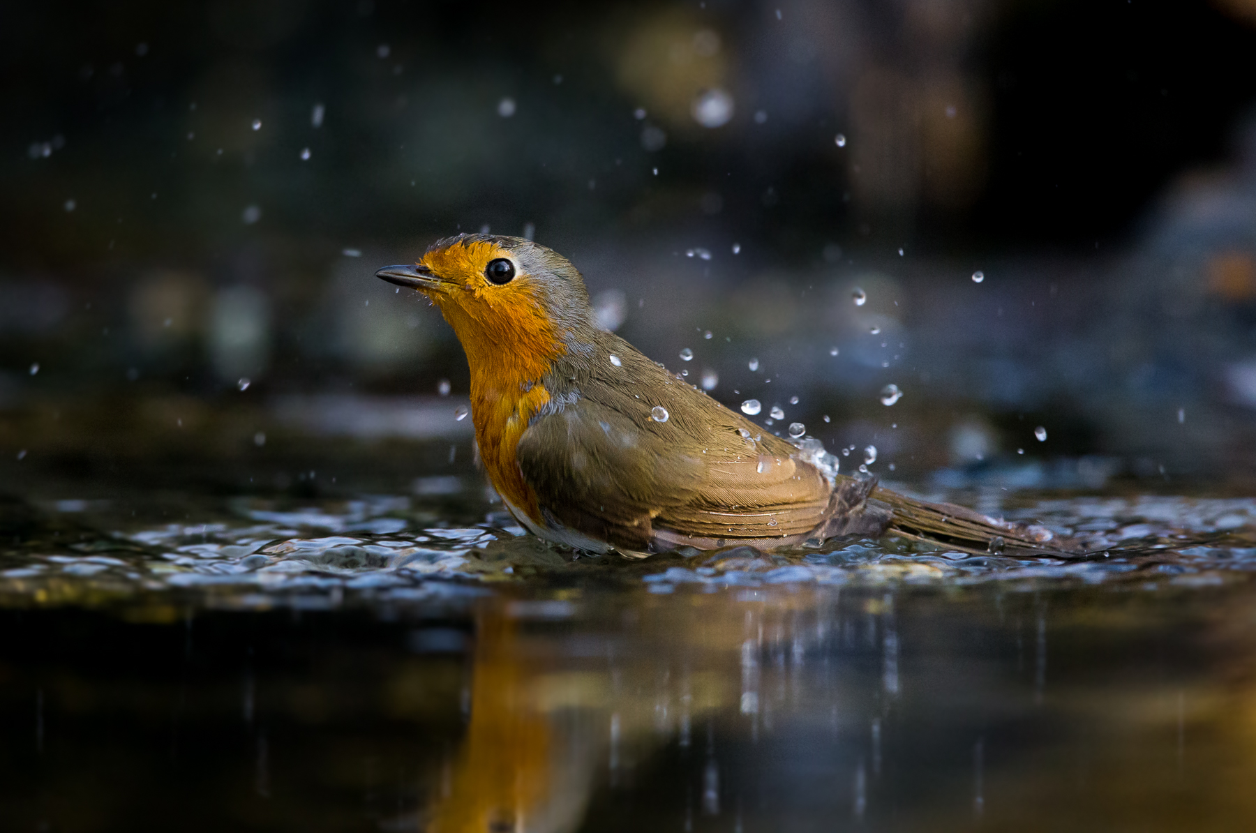 il bagnetto del Pettirosso