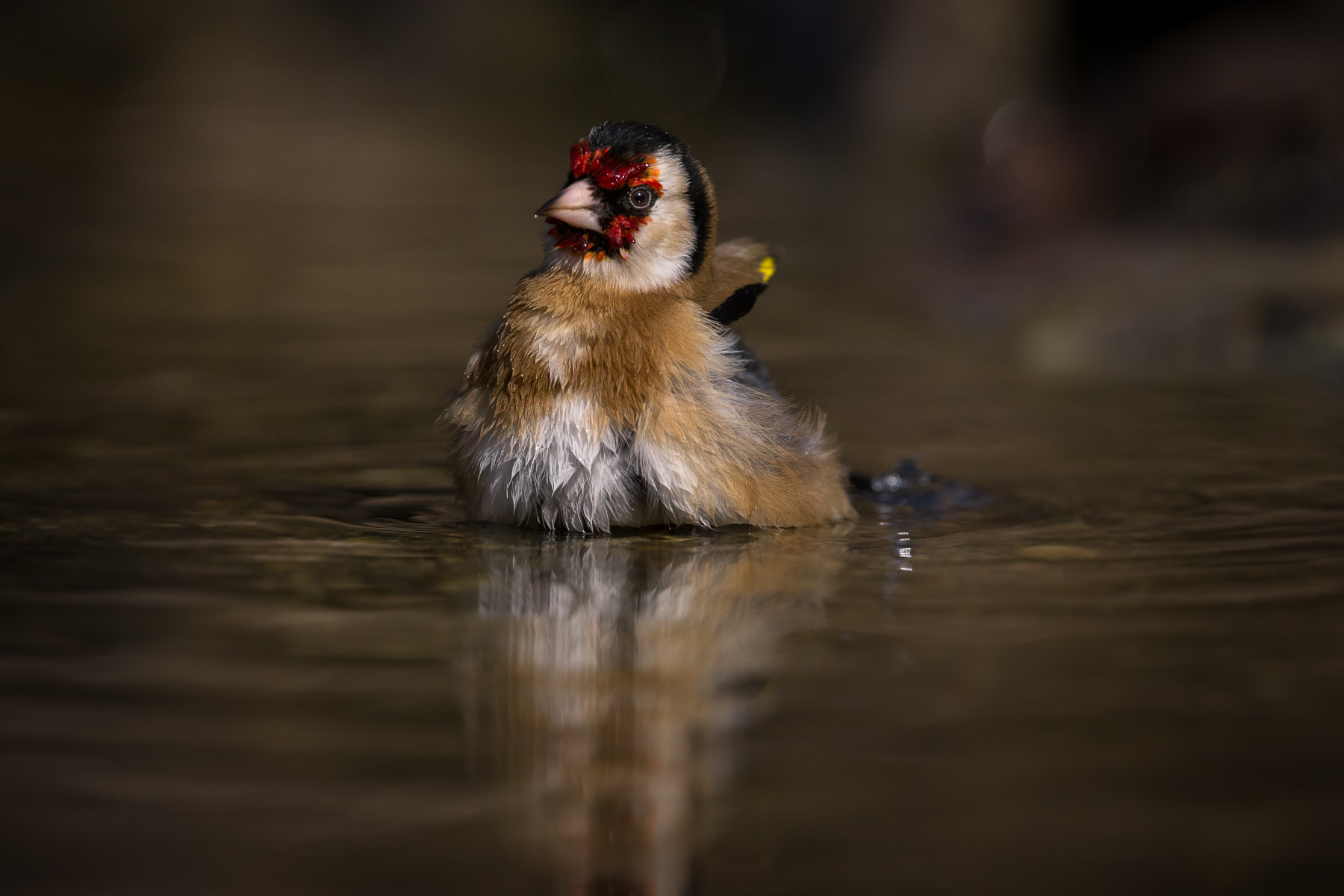 il bagnetto del cardellino