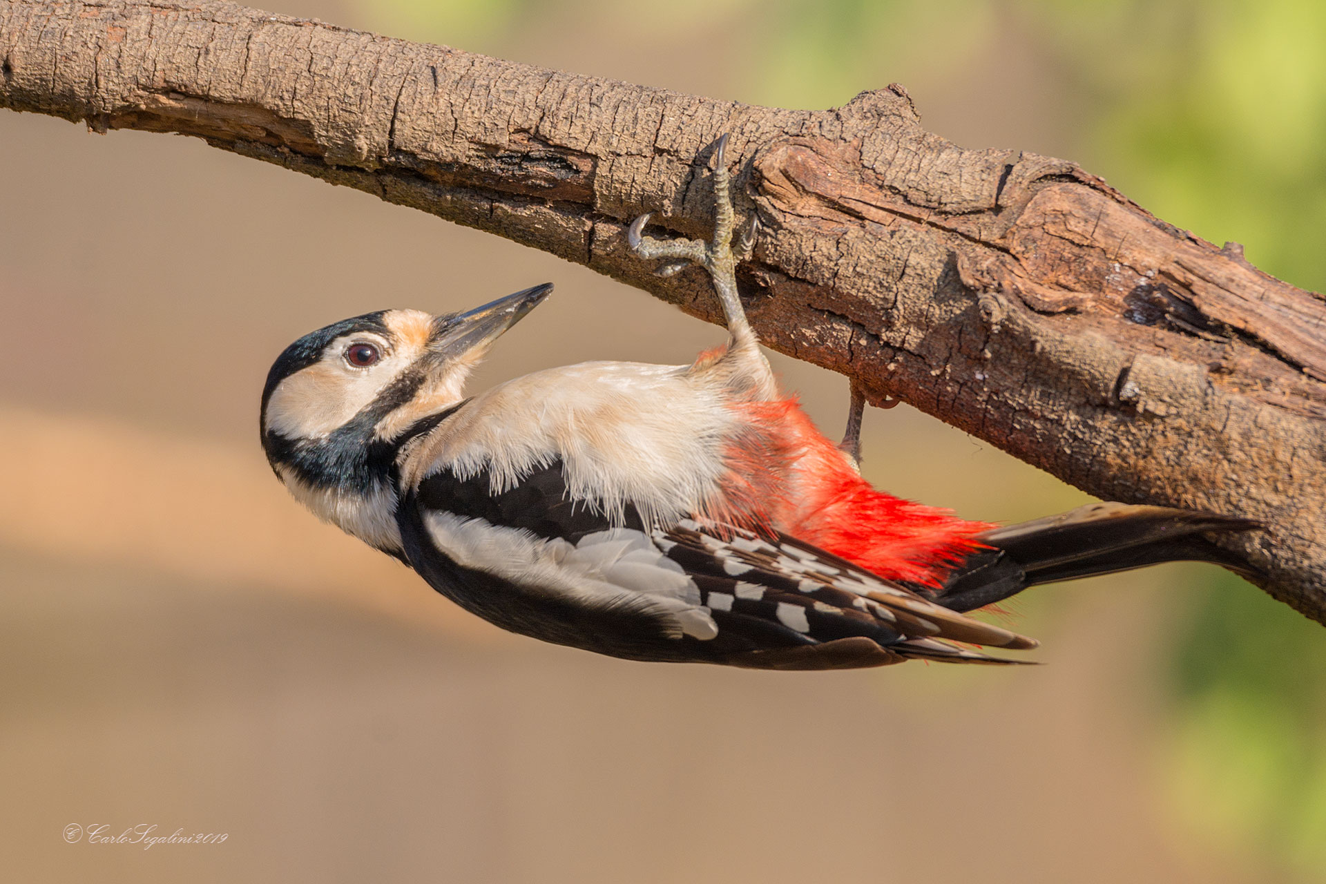 "The equilibrist.. Big Red woodpeckers Female