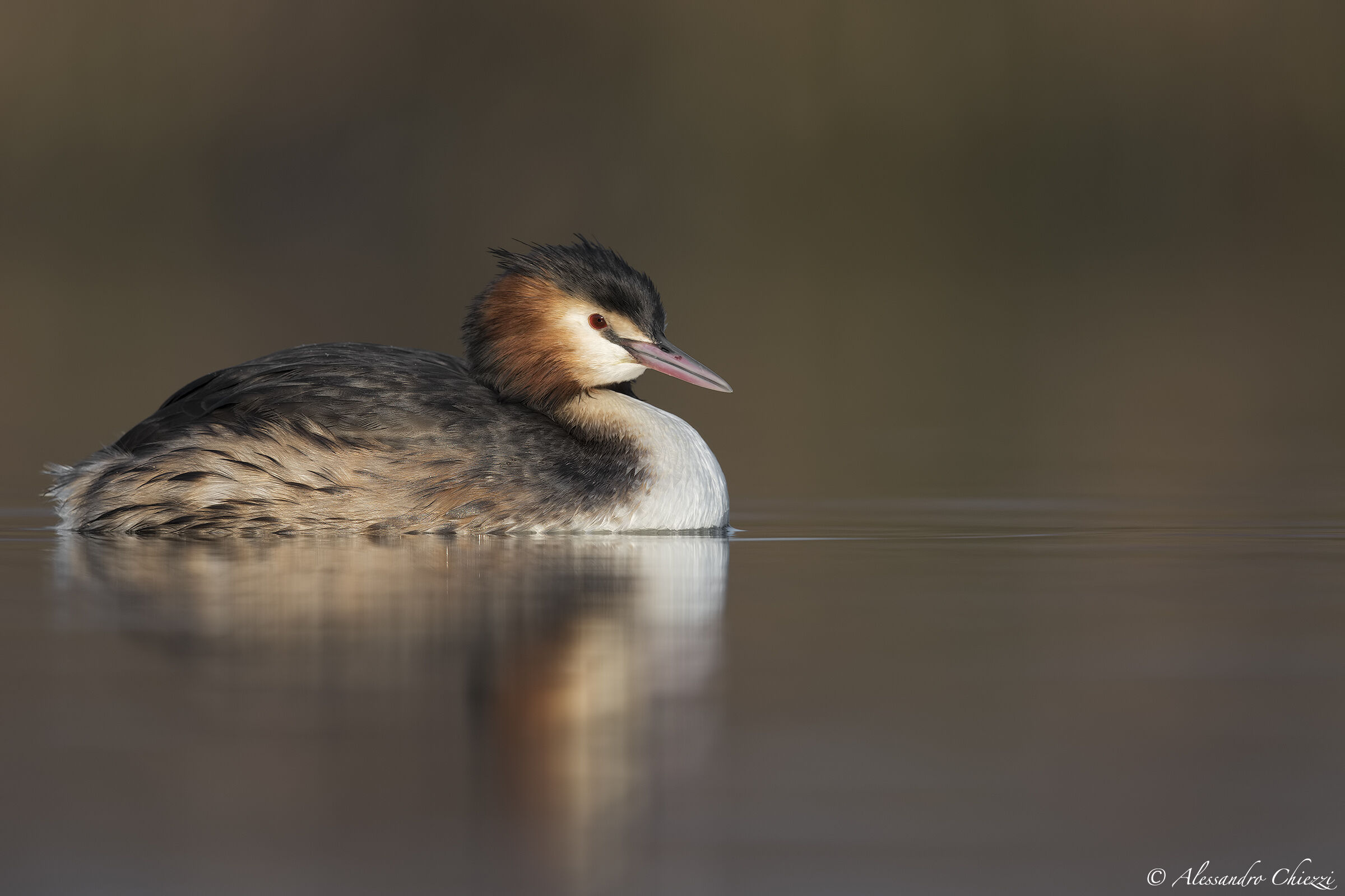 Grebe at dawn