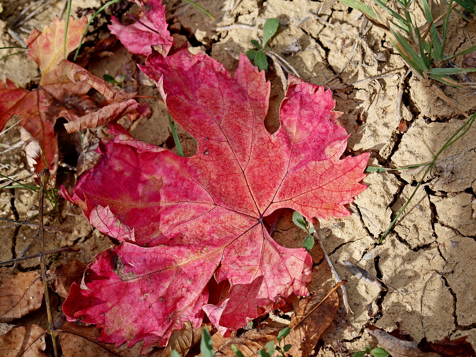 Autunno in campagna nel Chietino (1)