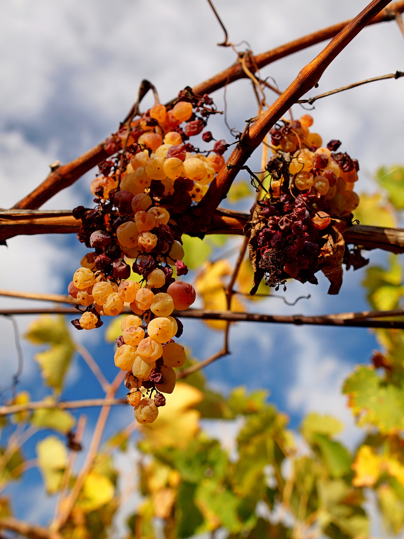 Autunno in campagna nel Chietino (2)