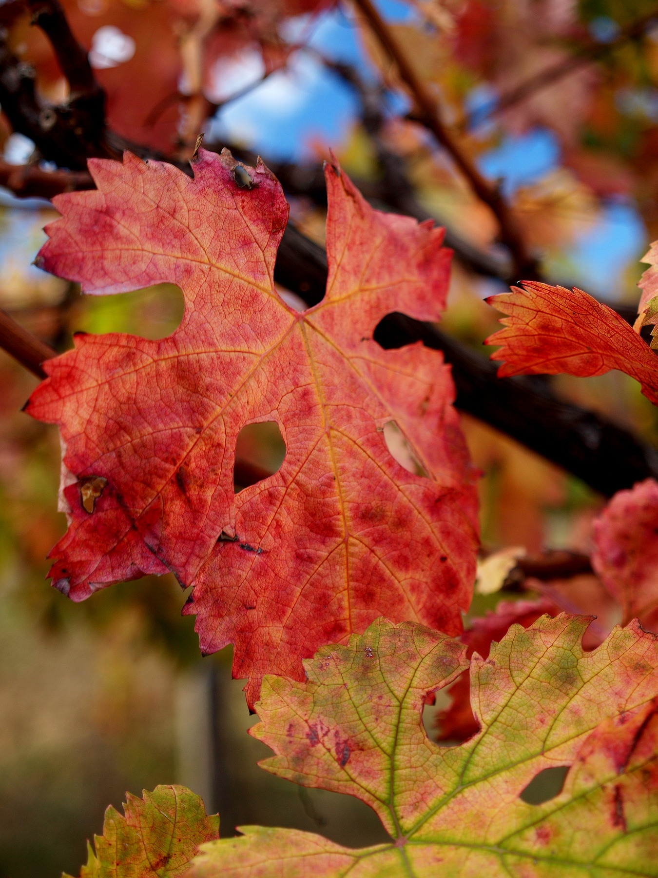 Autumn in the countryside in the Chietino (3)