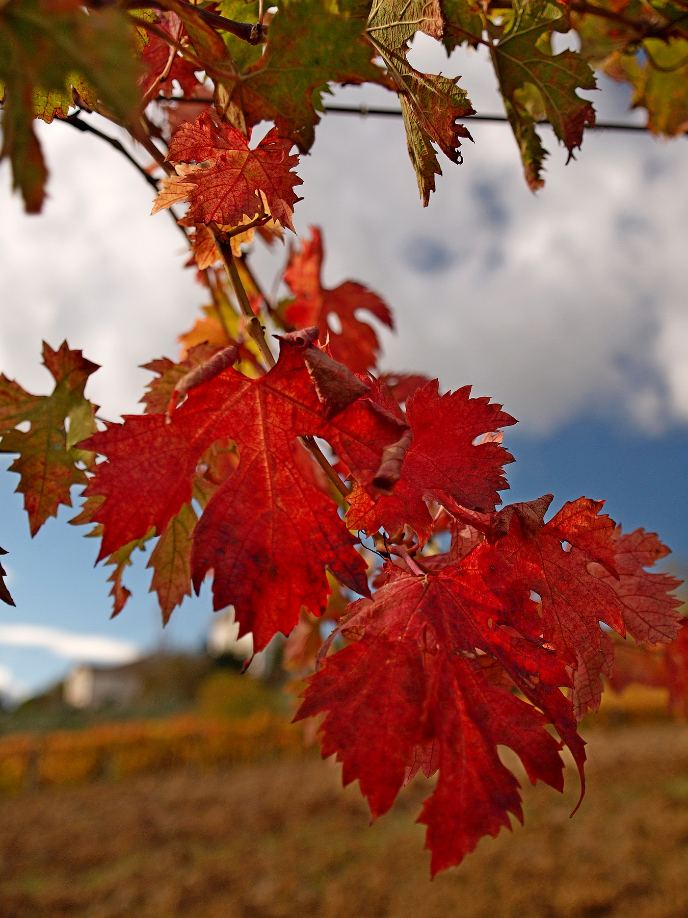 Autumn in the countryside in the Chietino (4)