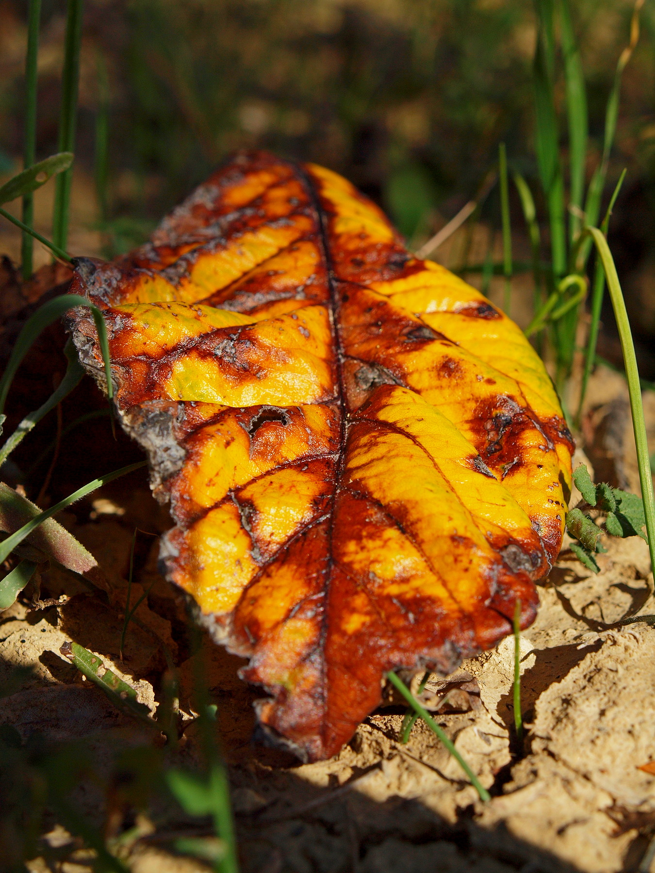 Autumn in the countryside in the Chietino (5)