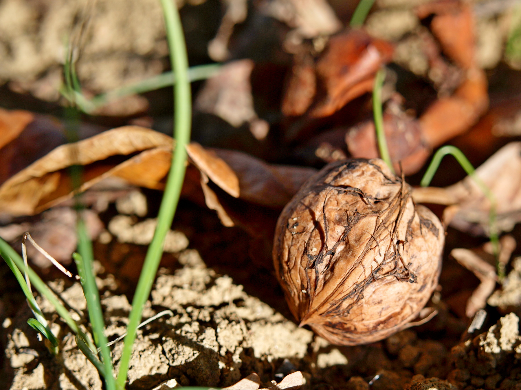 Autumn in the countryside in the Chietino (6)