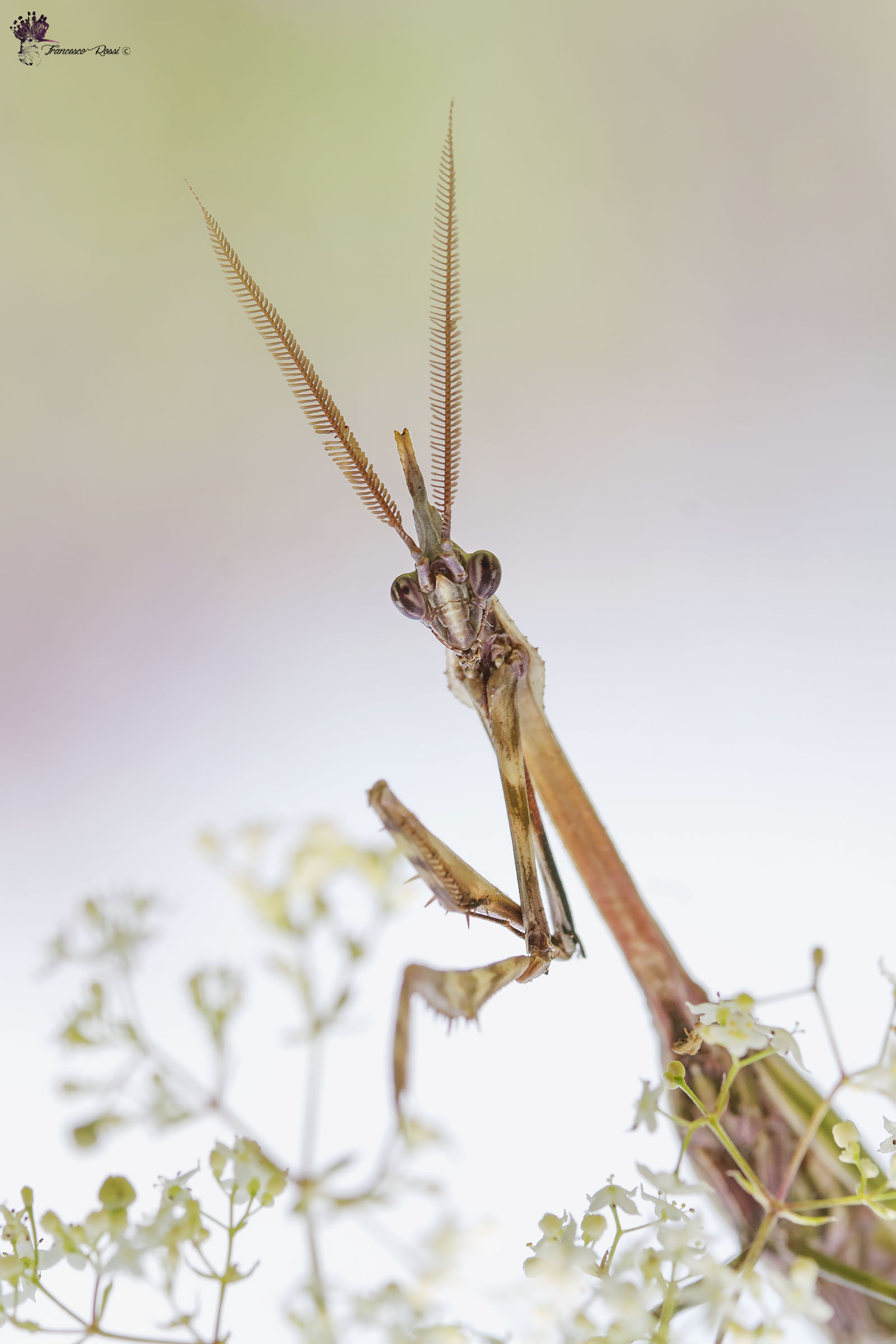 Empusa picking