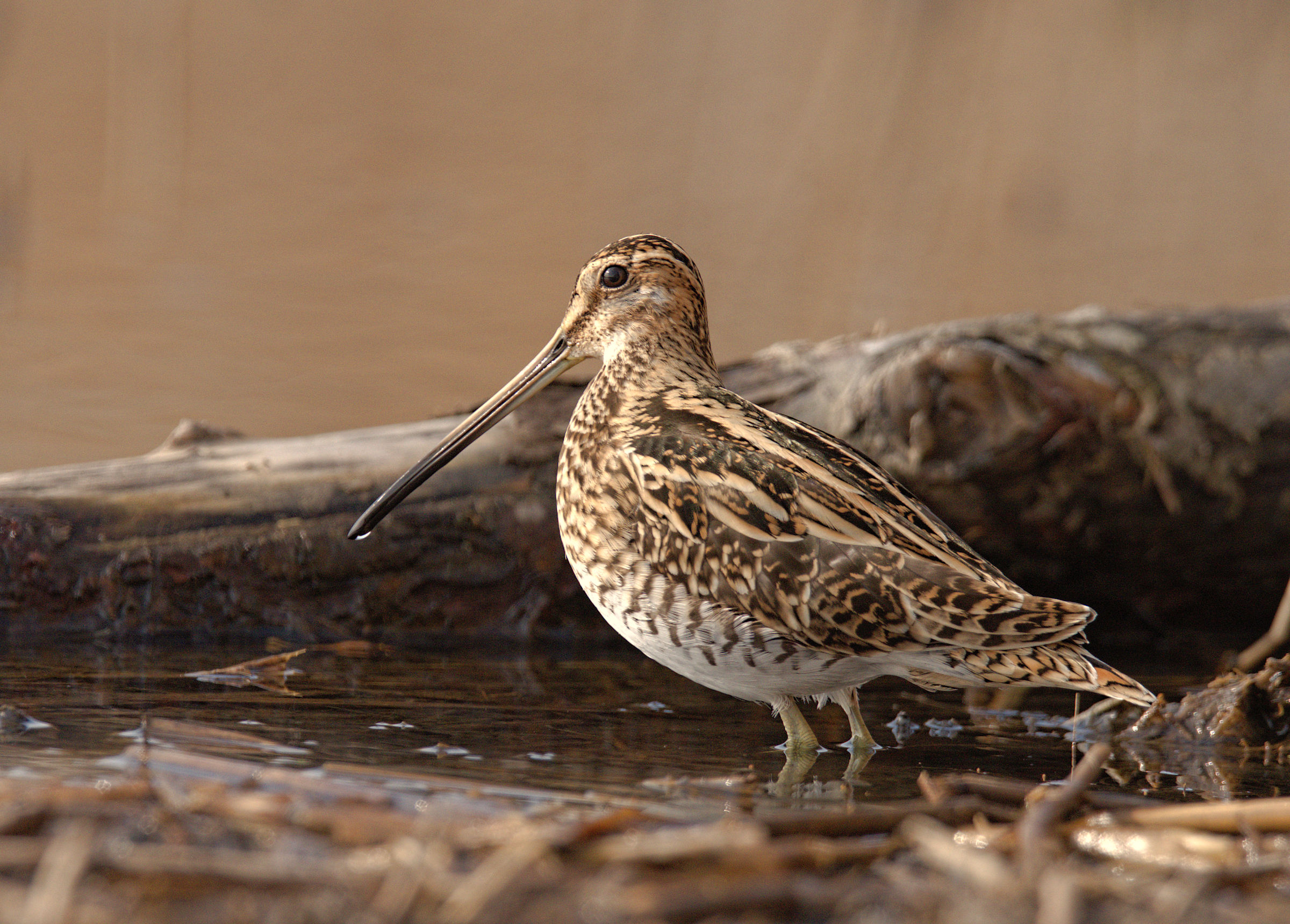 Snipe