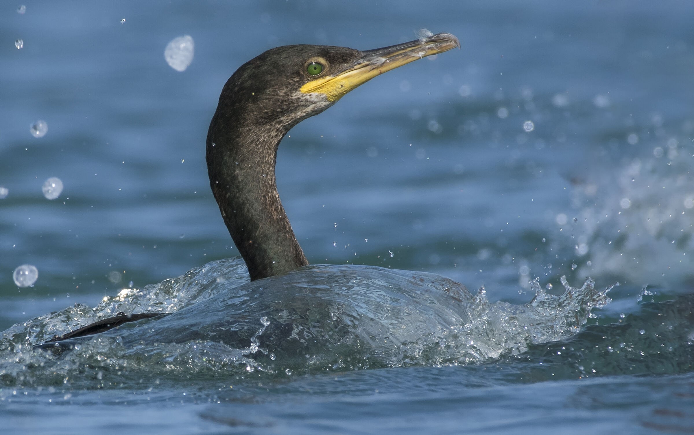 Marangone dal  ciuffo