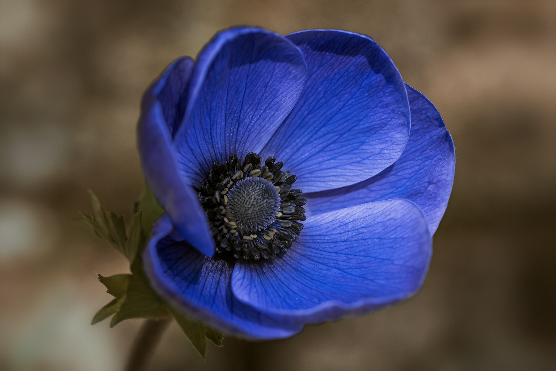 Anemone