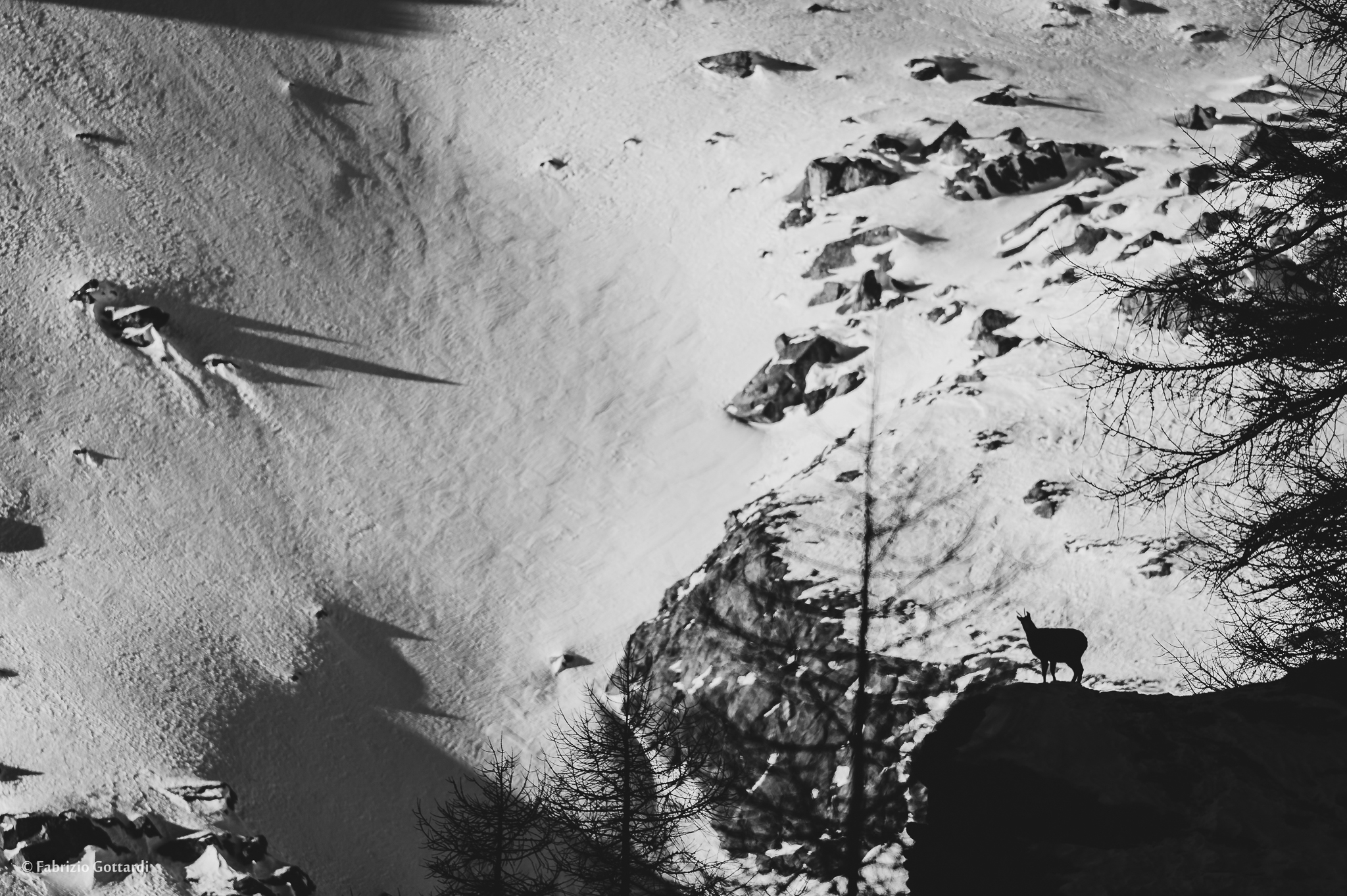 Il camoscio e la montagna