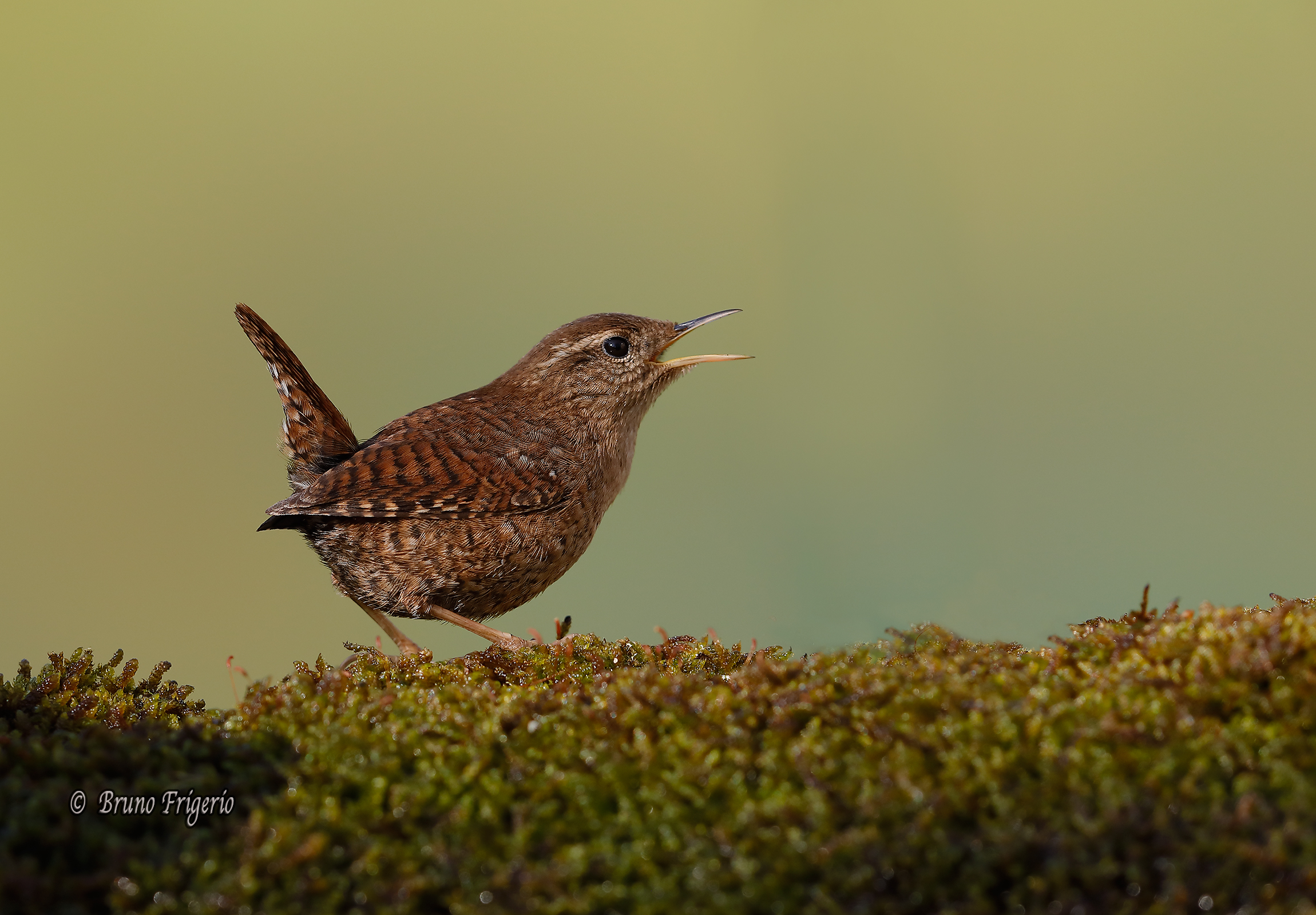 Wren