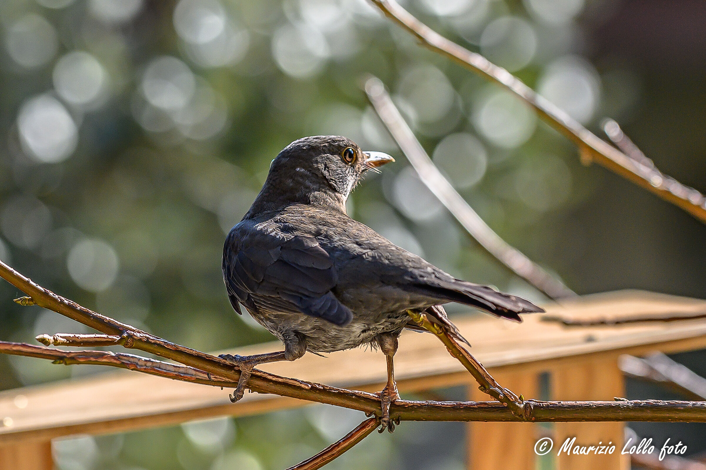 Merla .... con tre zampe?