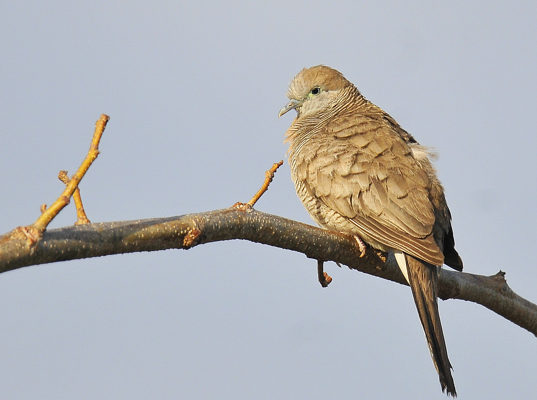 Tortora zebrata (Zebra Dove)