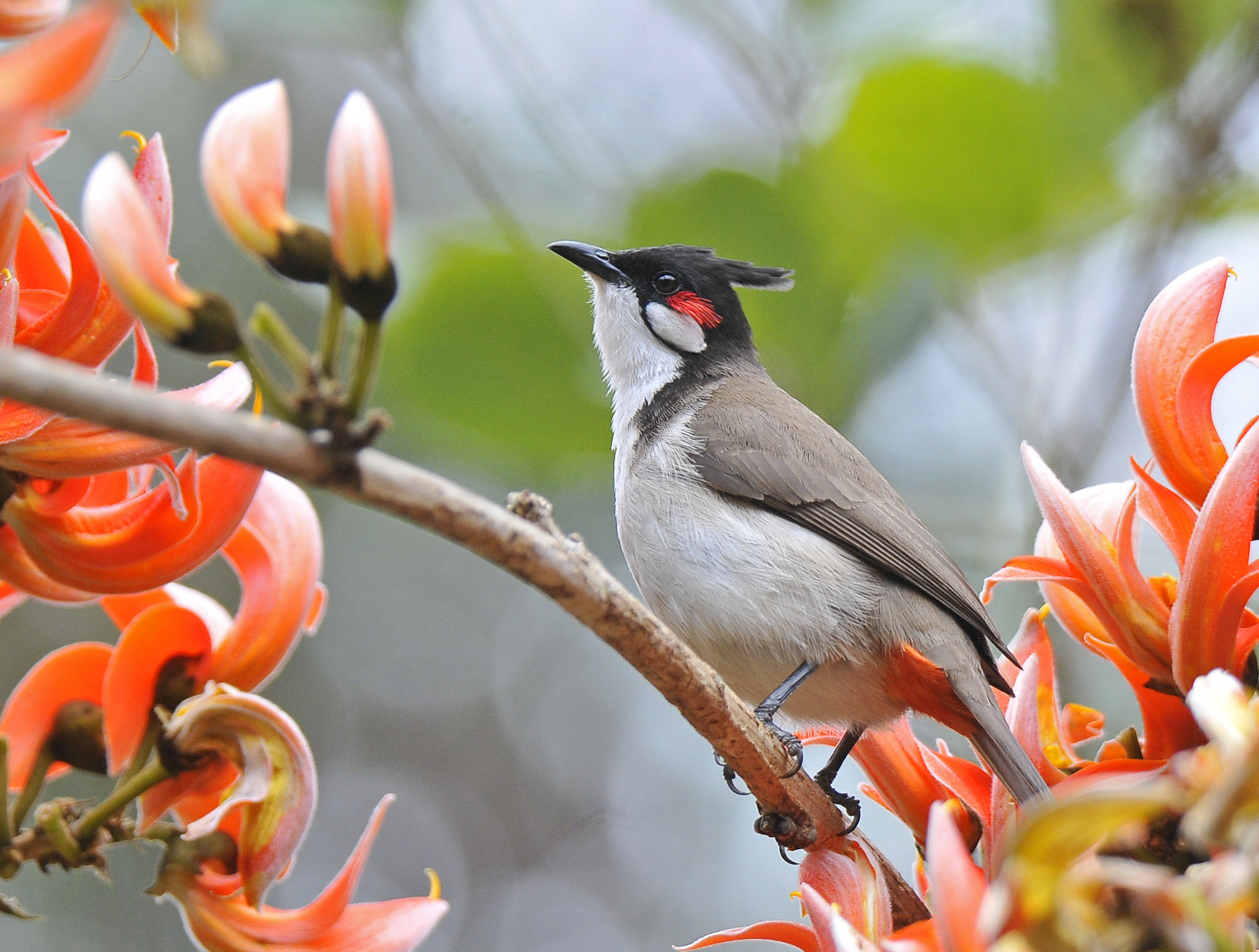 Red-whiskered Bul Bul