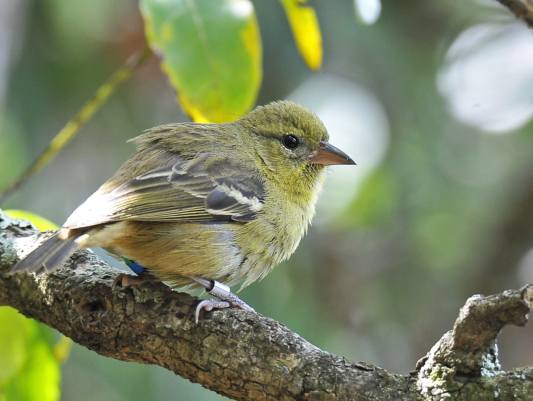 Mauritius Red Fody (Female)