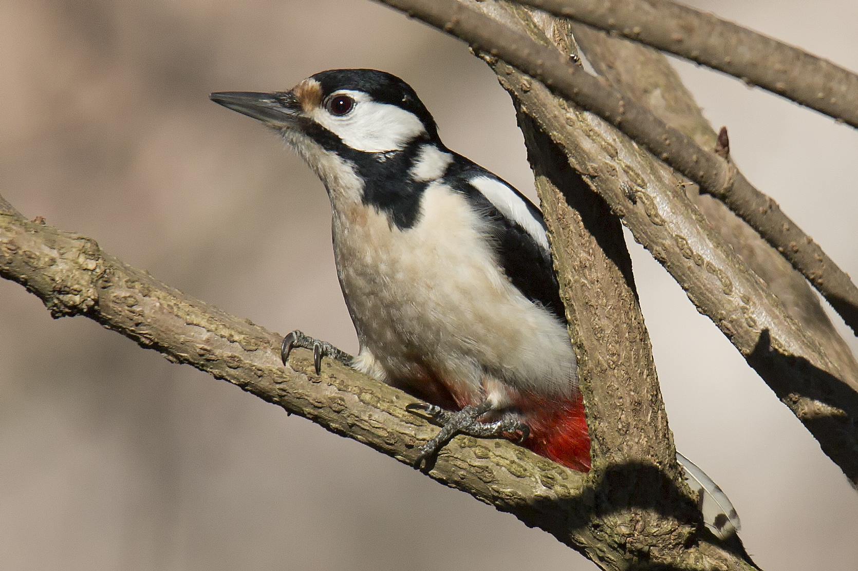 Senior Red Woodpeckers