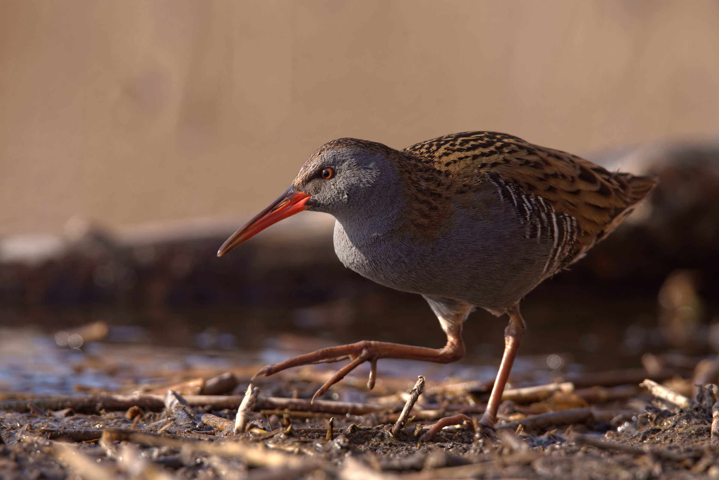 Water Rail