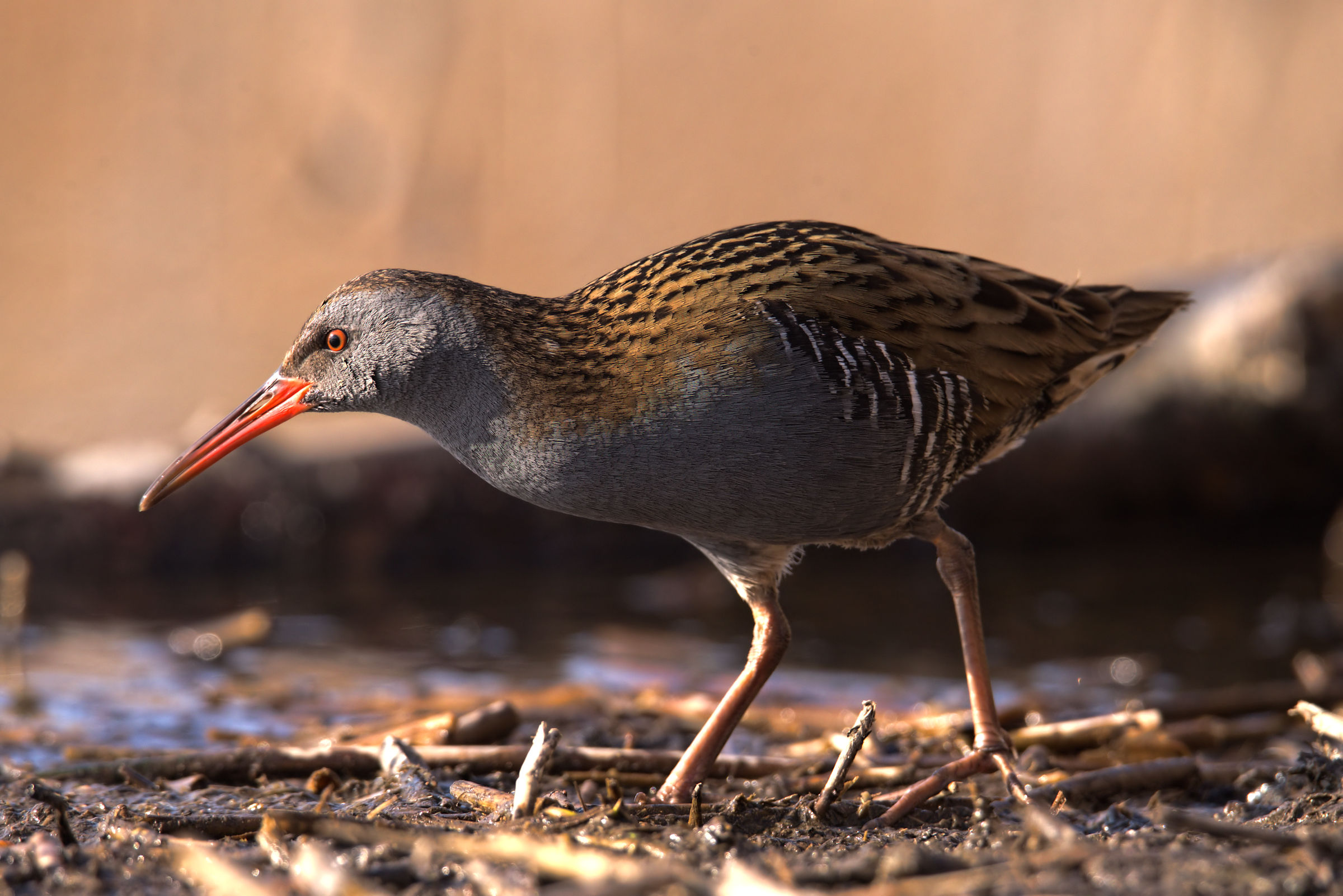 Water Rail