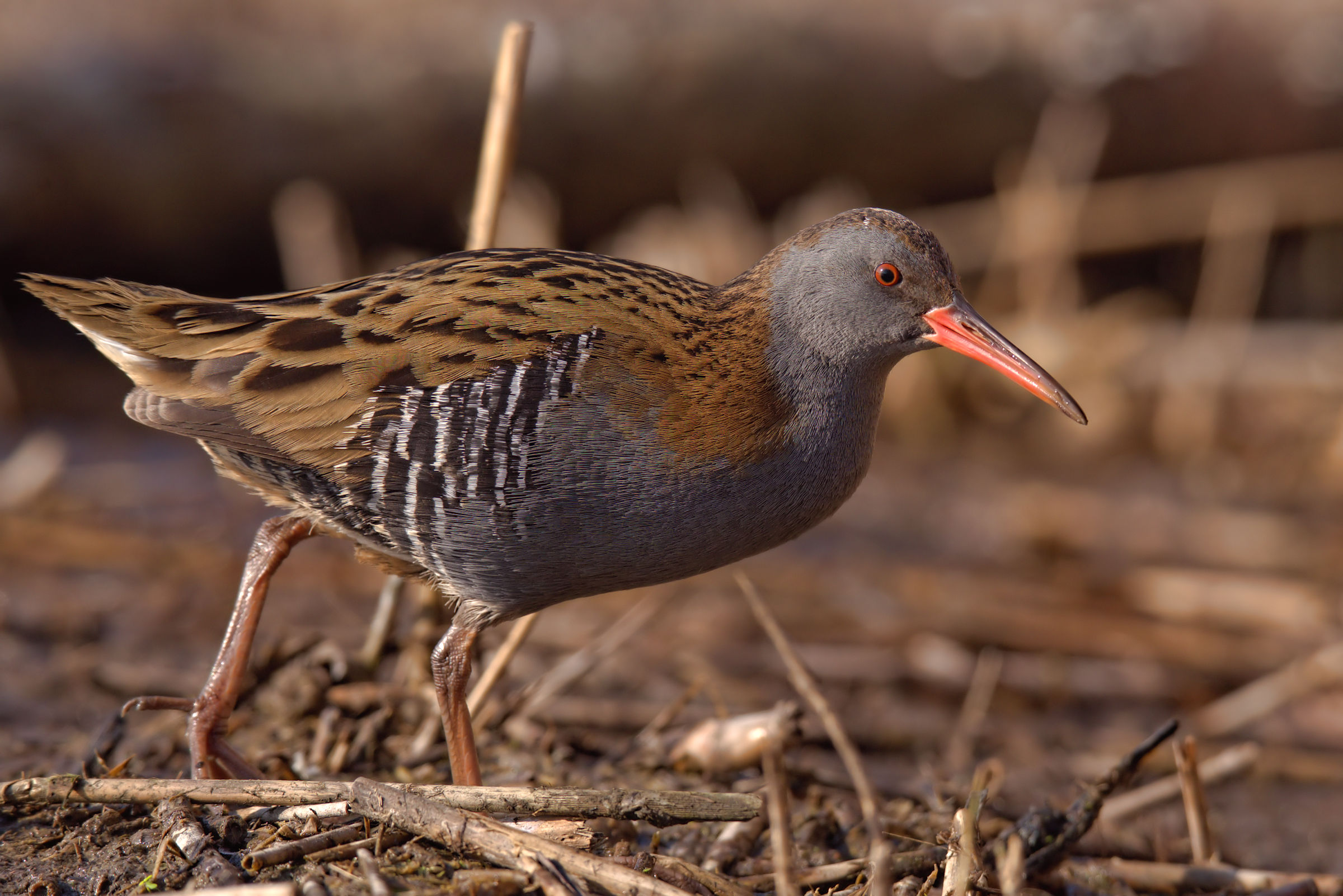 Water Rail