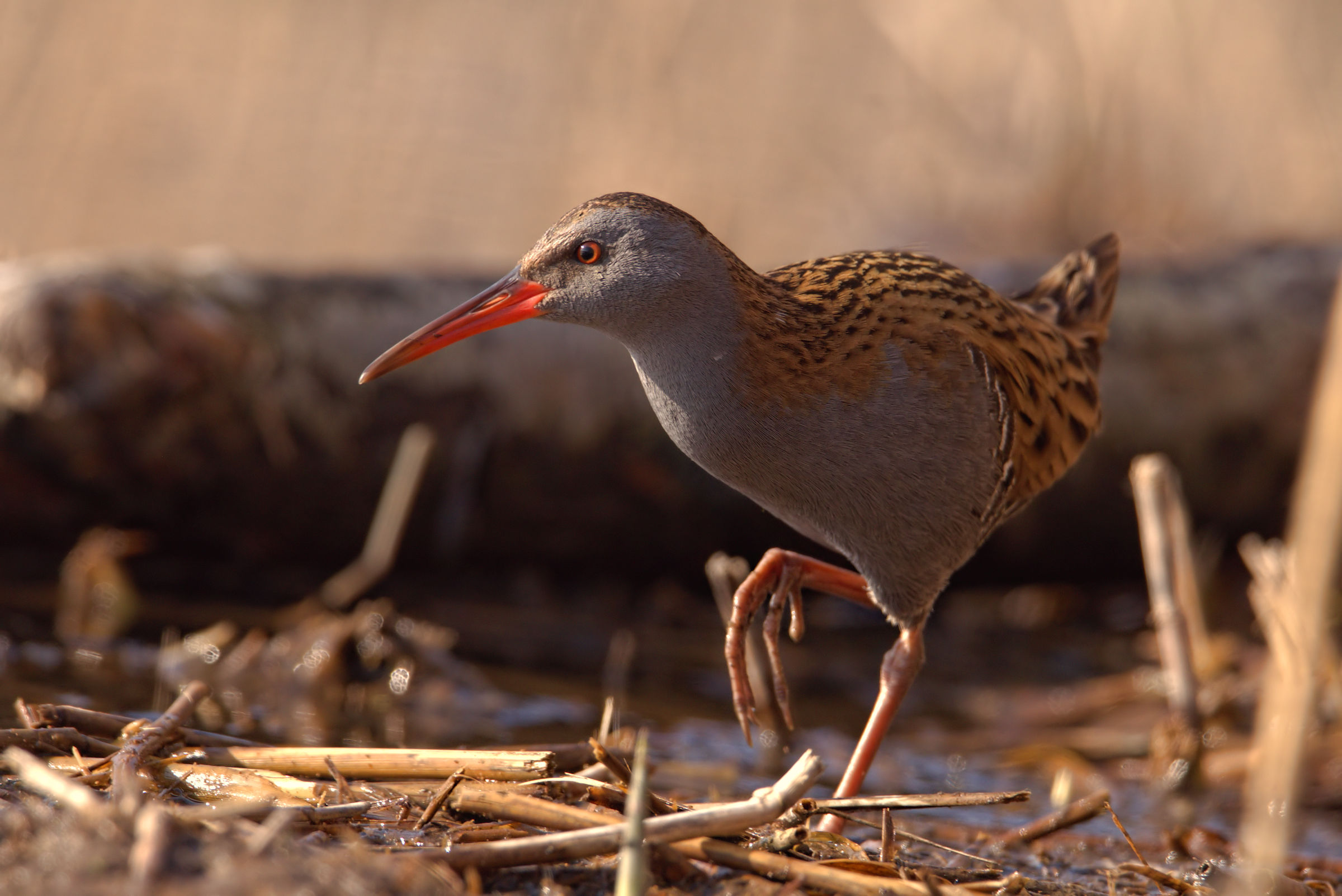 Water Rail