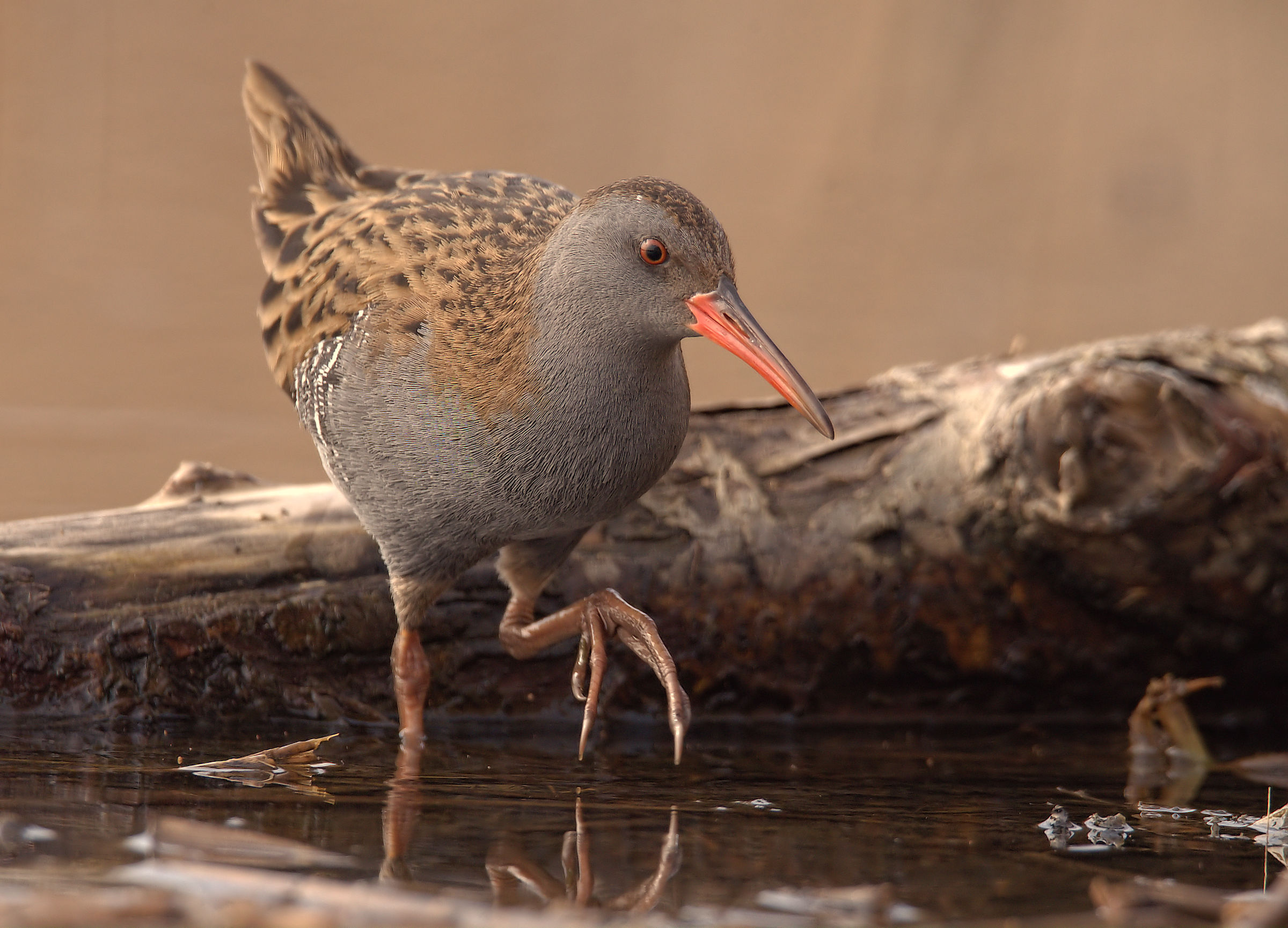 Water Rail