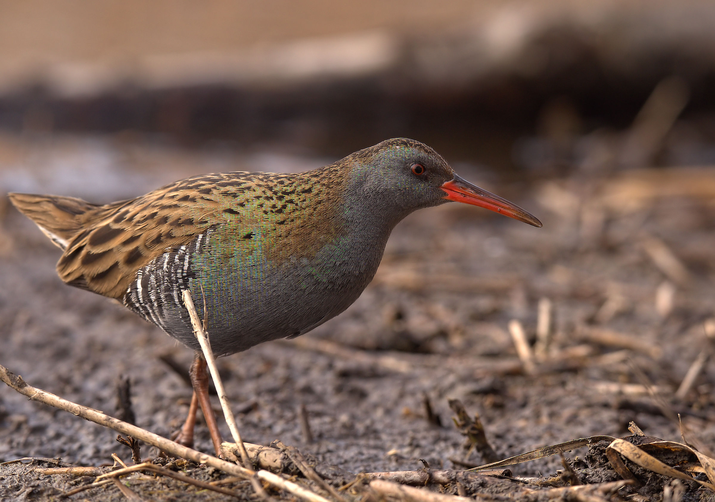 Water Rail