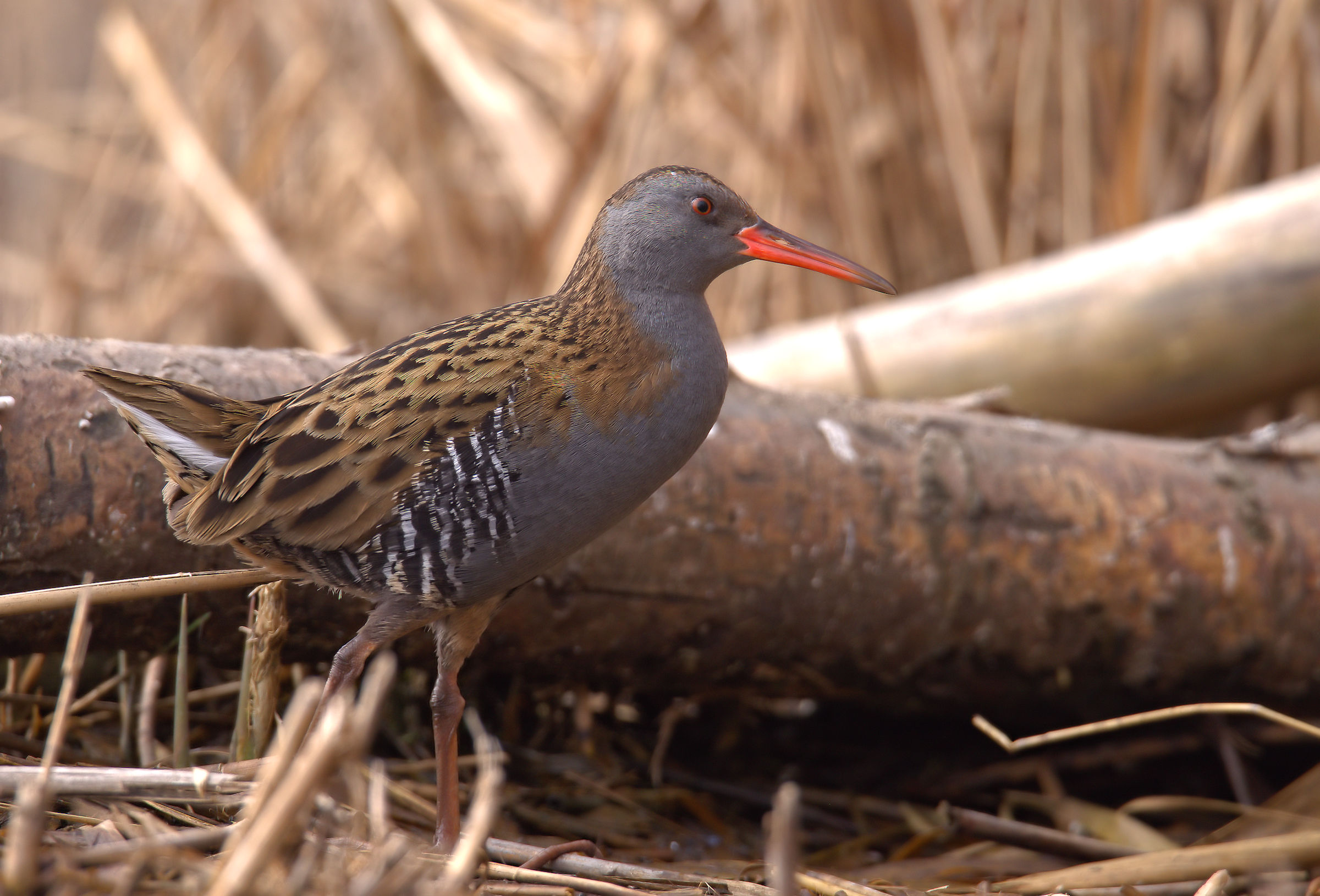 Water Rail