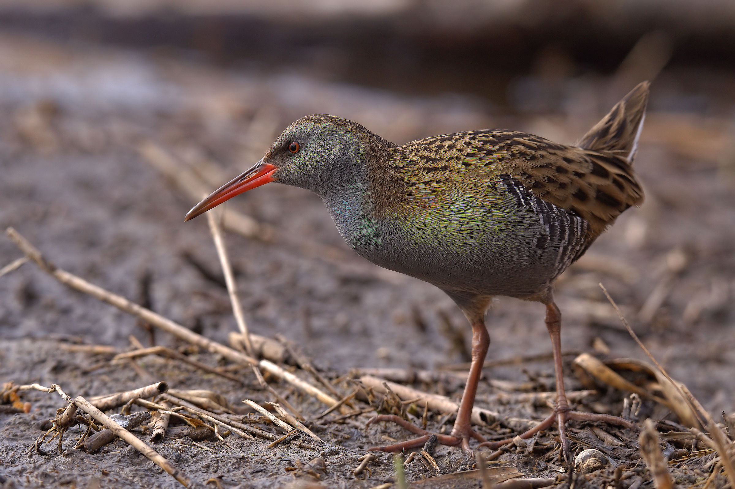 Water Rail