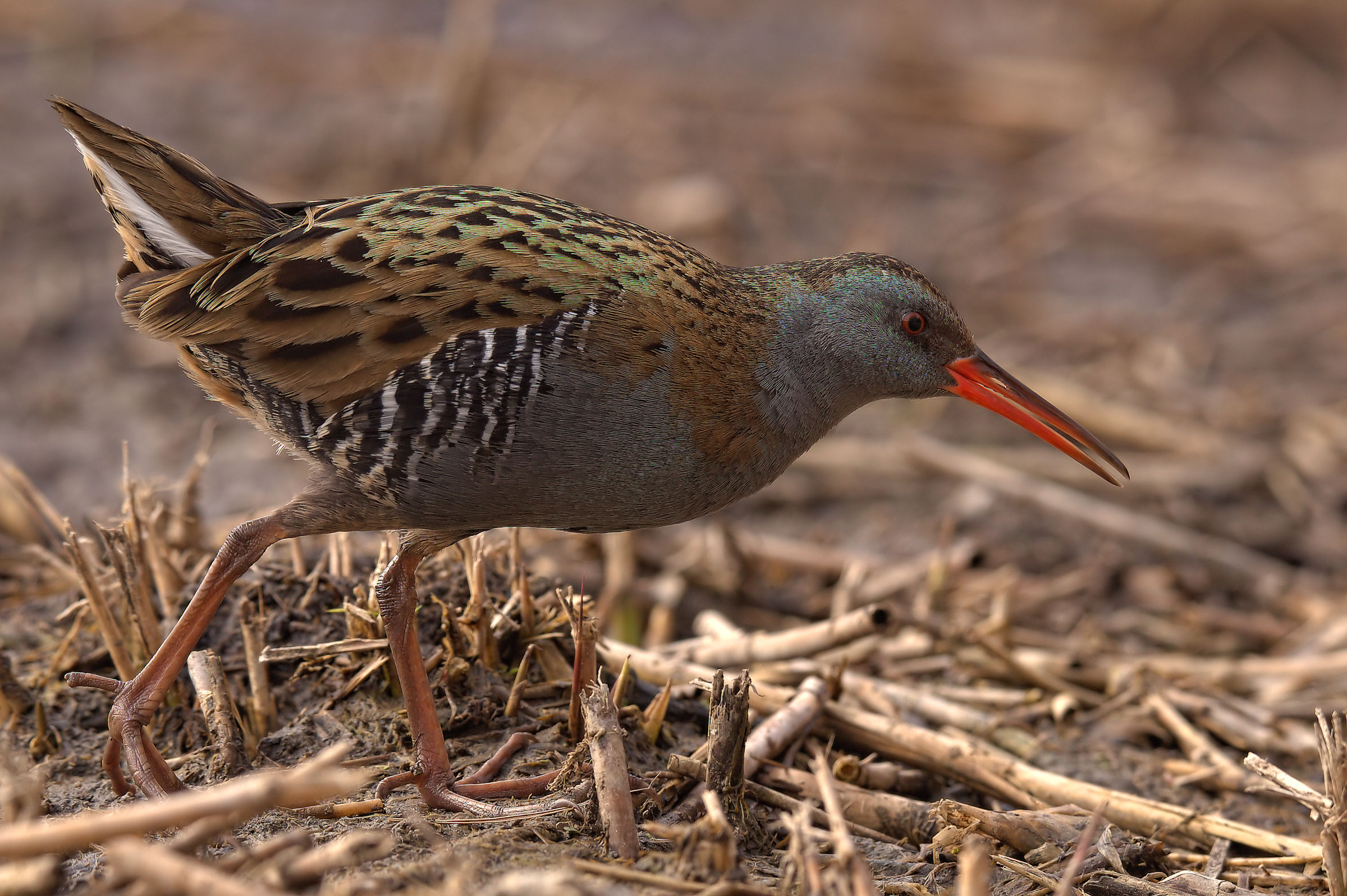 Water Rail