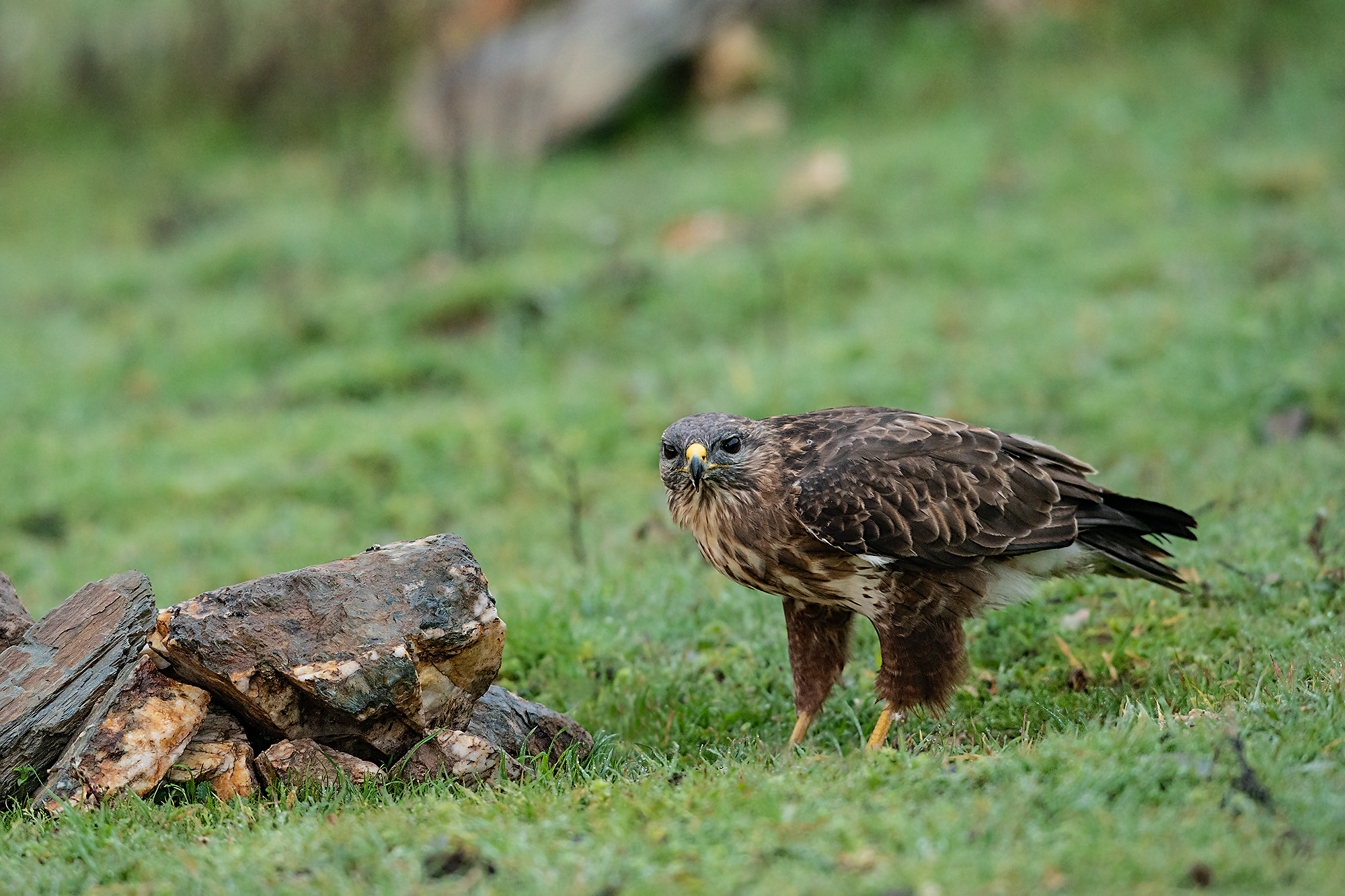 Buteo Buteo