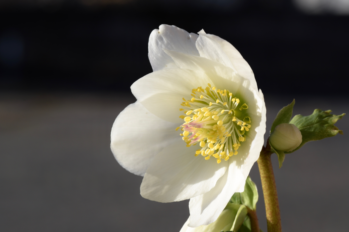Spring arrives slowly in Merano