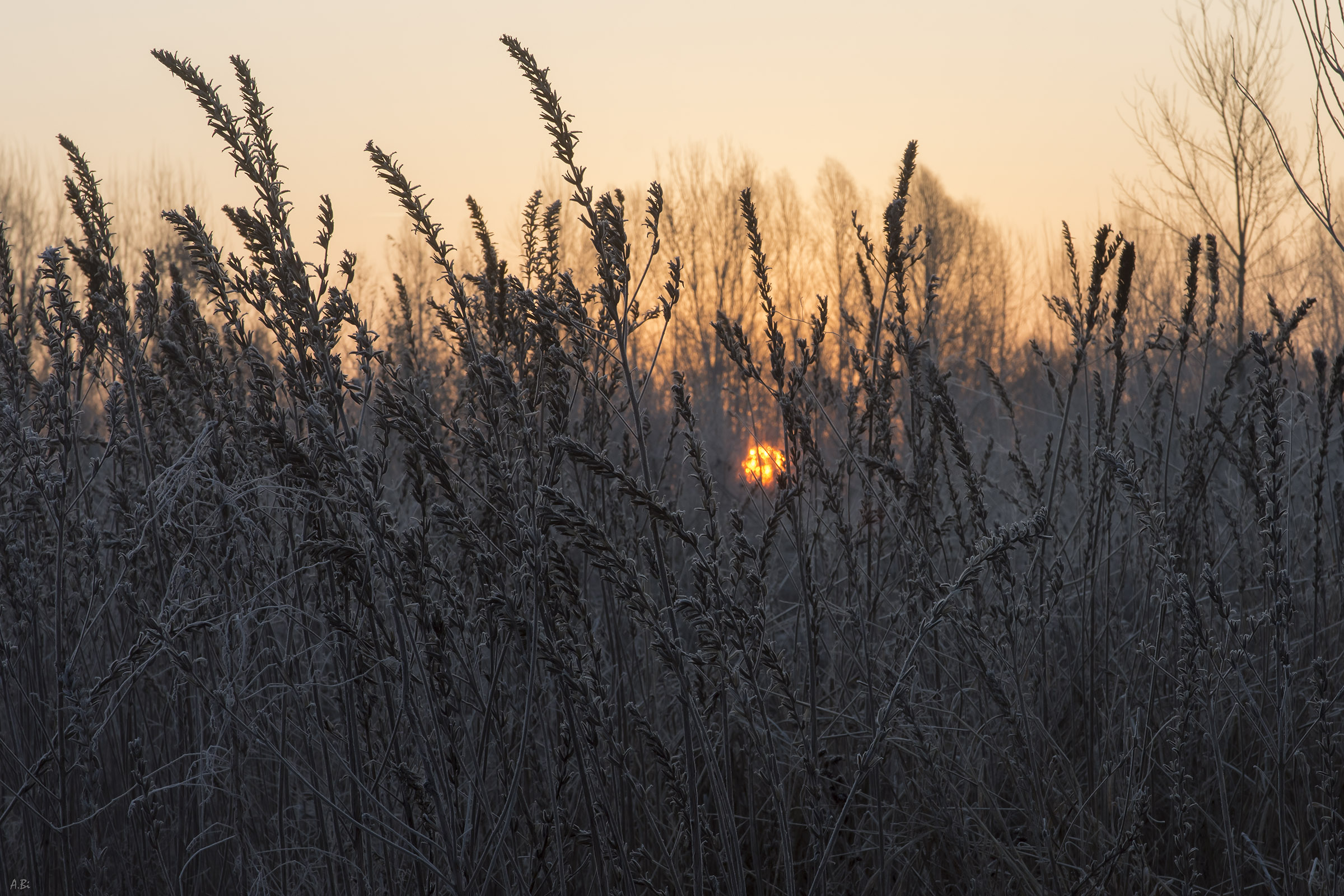 Frost at dawn