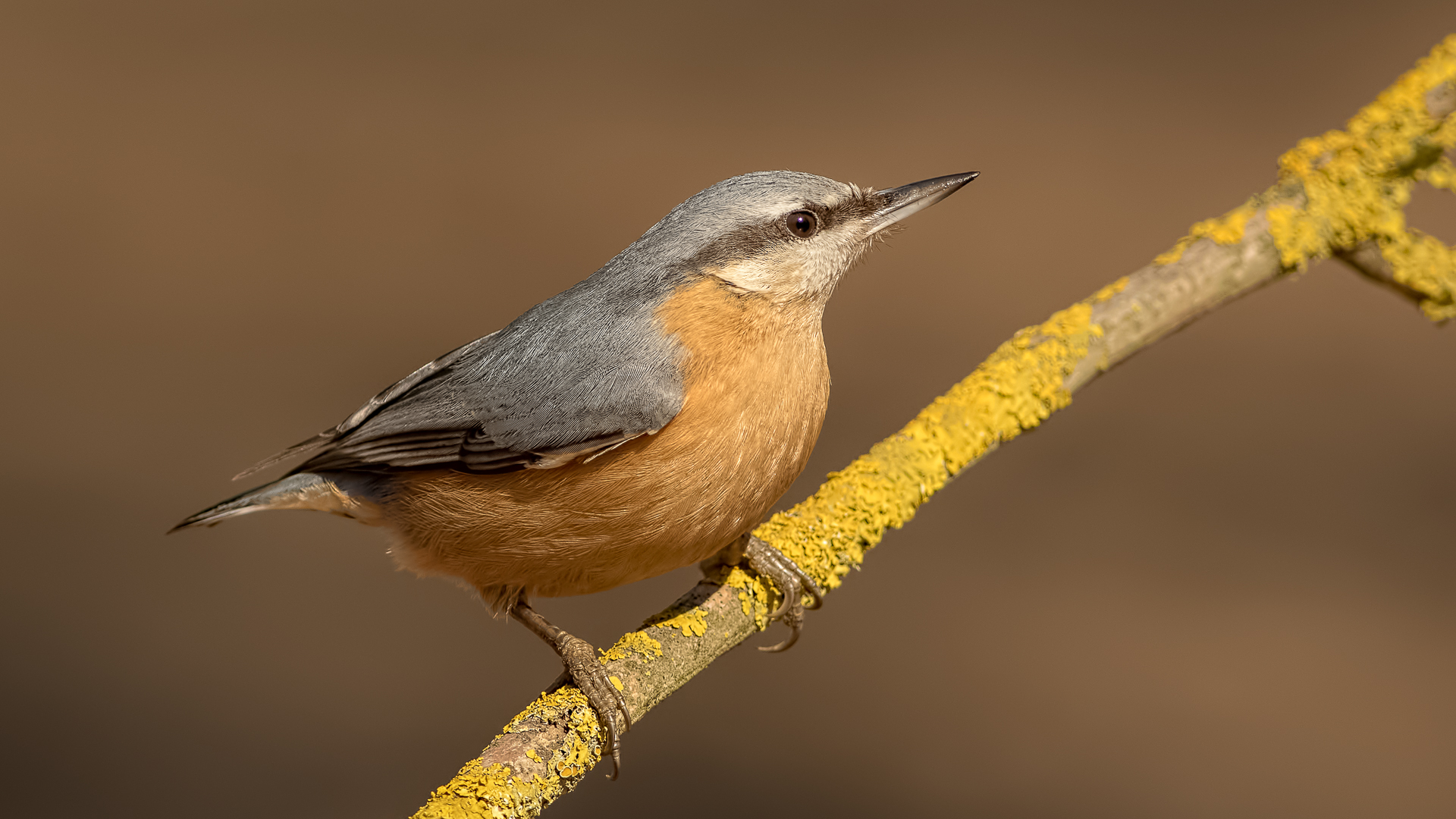 Sitta europaea » Eurasian Nuthatch