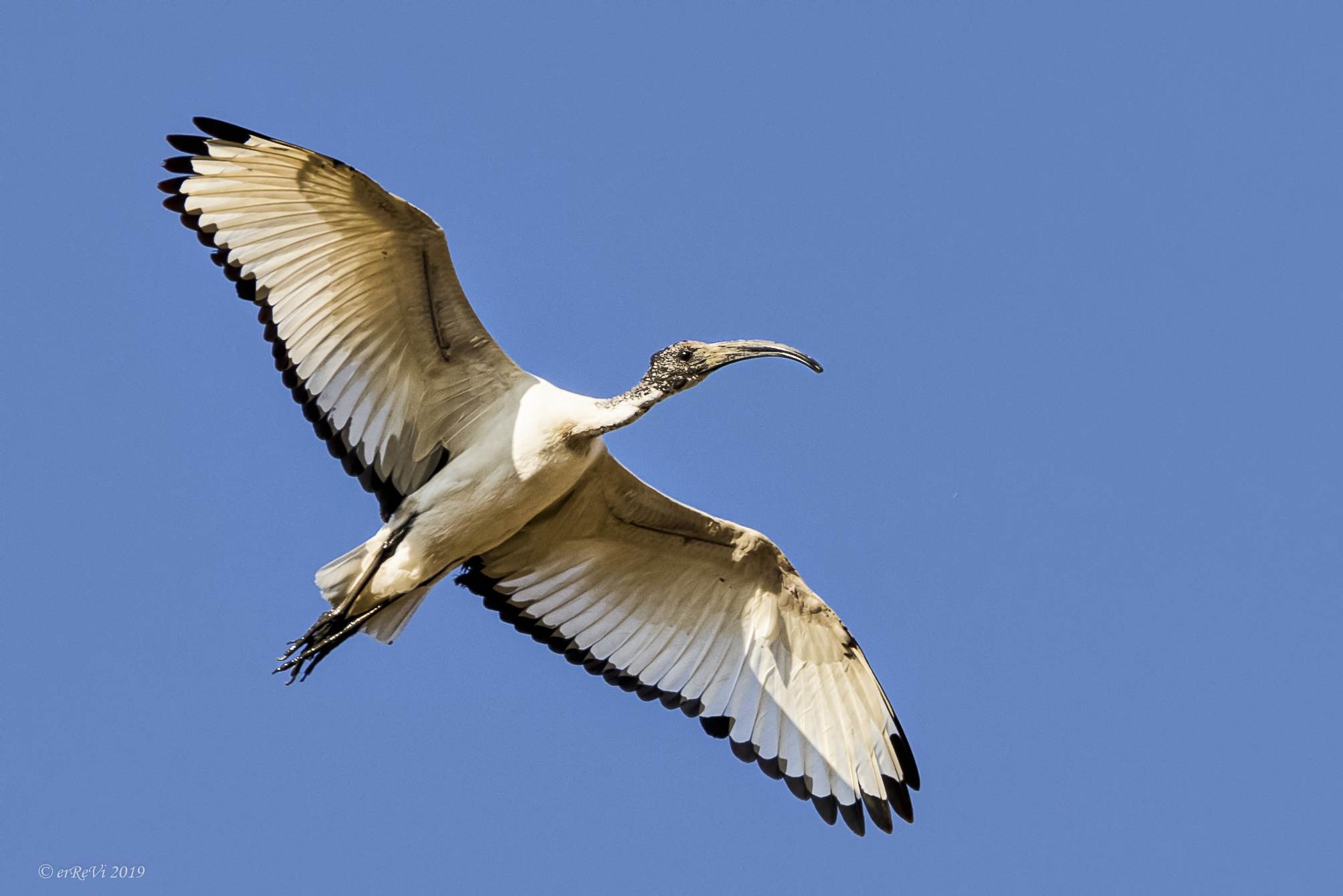 Ibis in flight