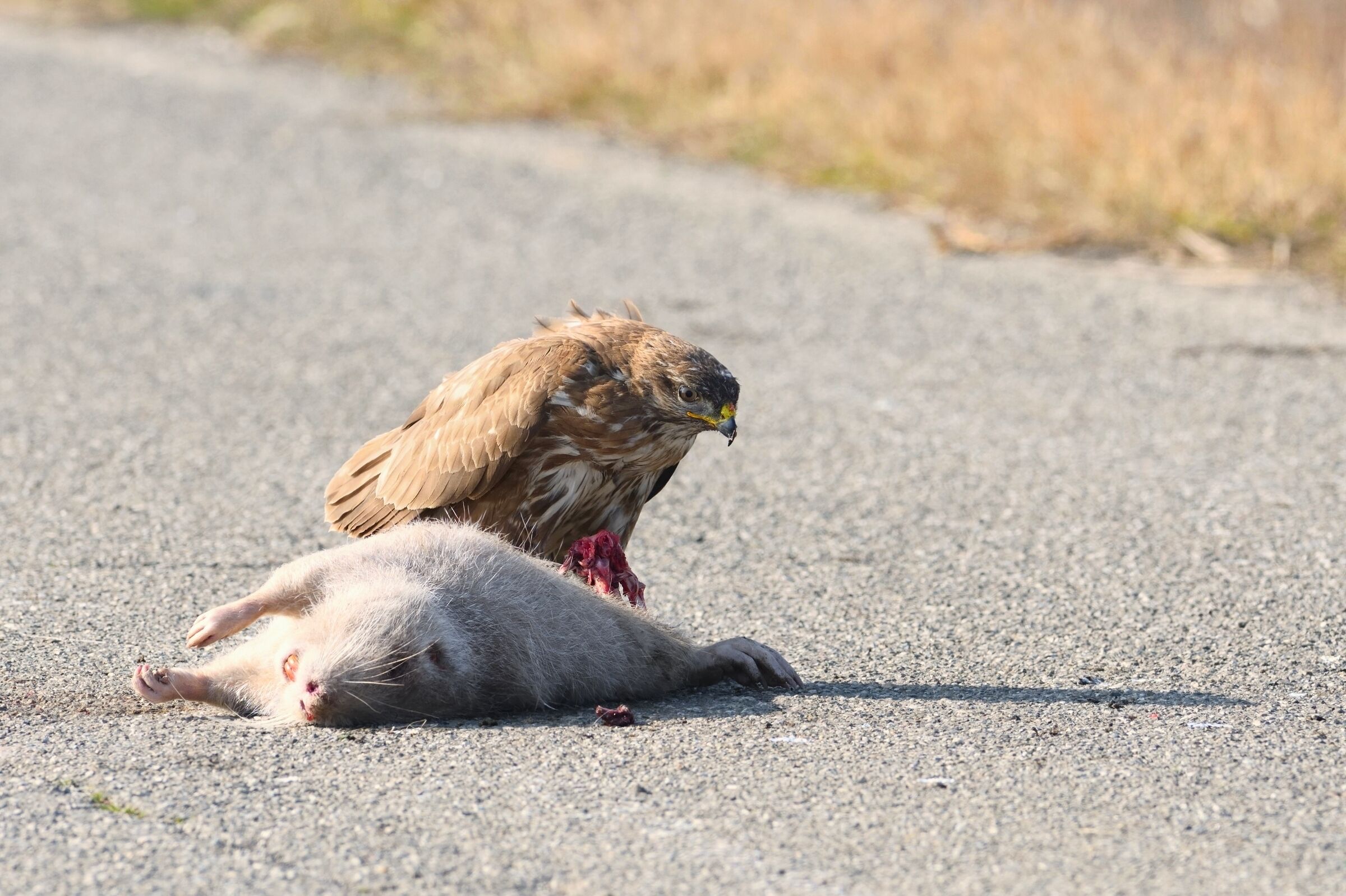 Poiana con Castorino albino 2.