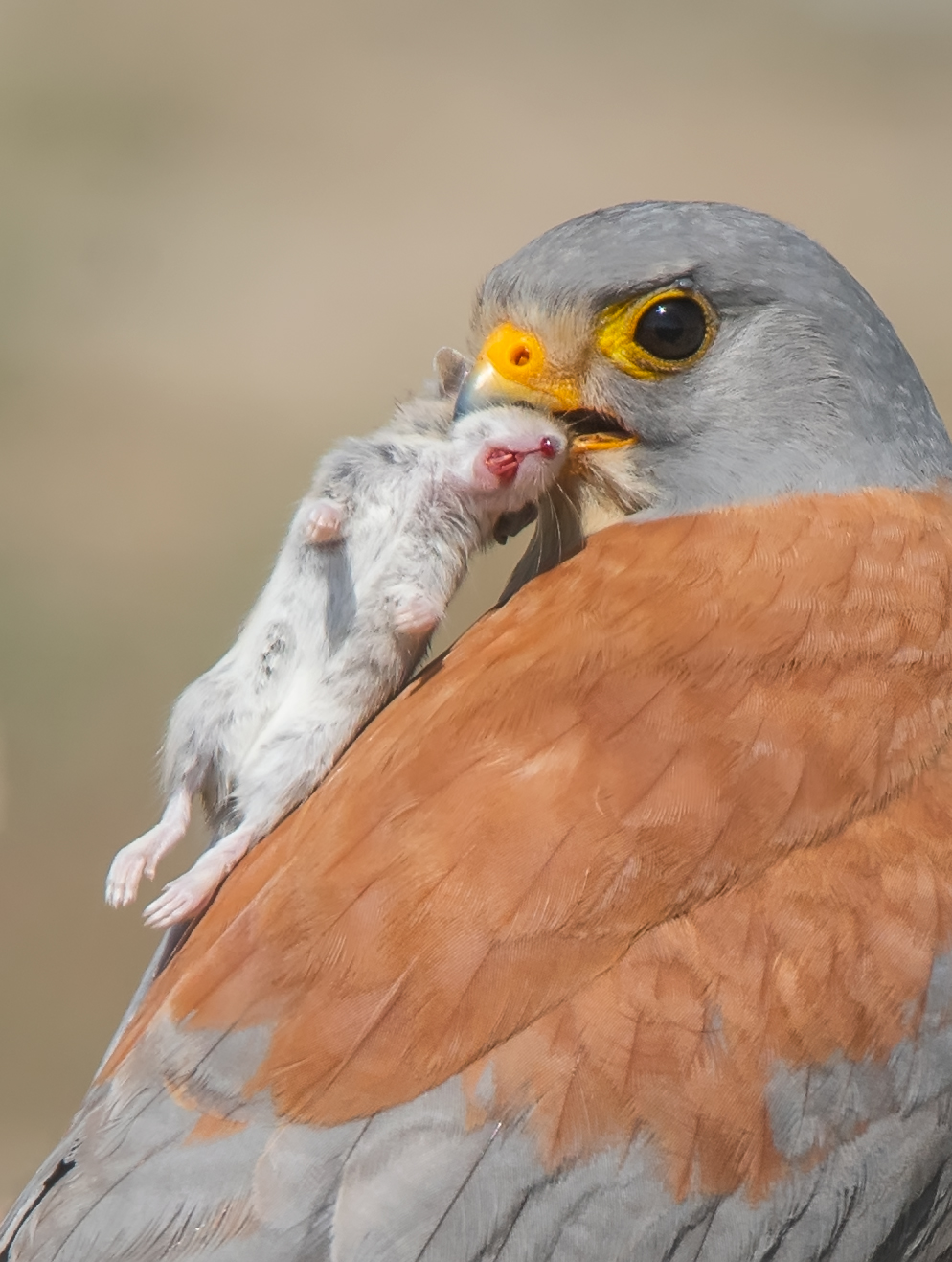Küçük kerkenez» piccolo Kestrel