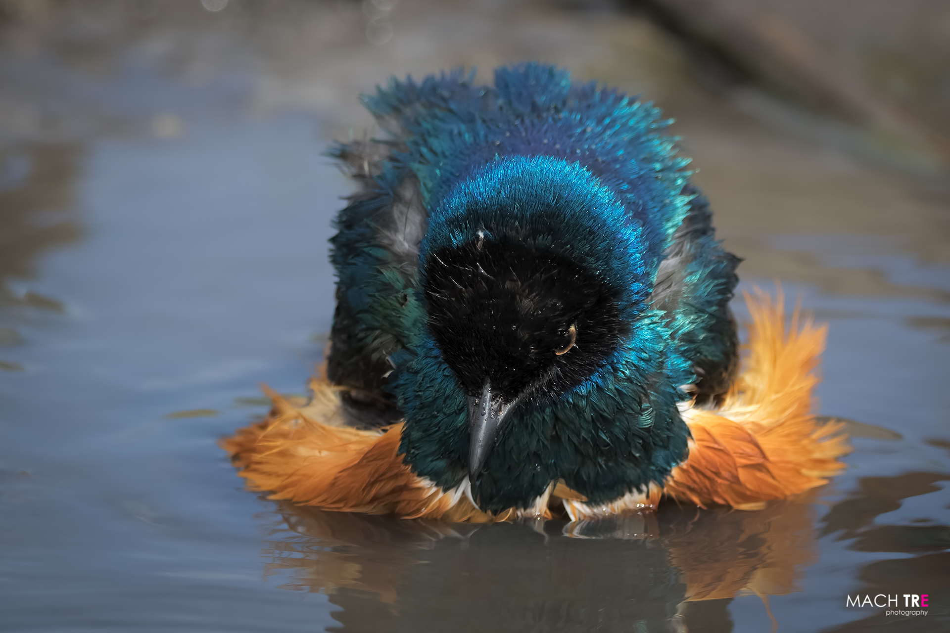 Superb reversal (Lamprotornis superbus)