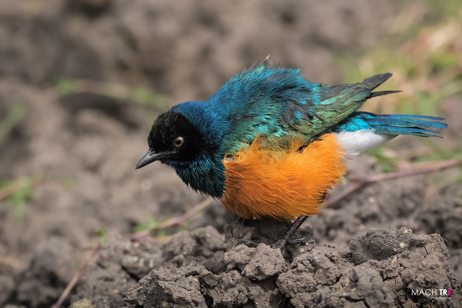 Superb reversal (Lamprotornis superbus)