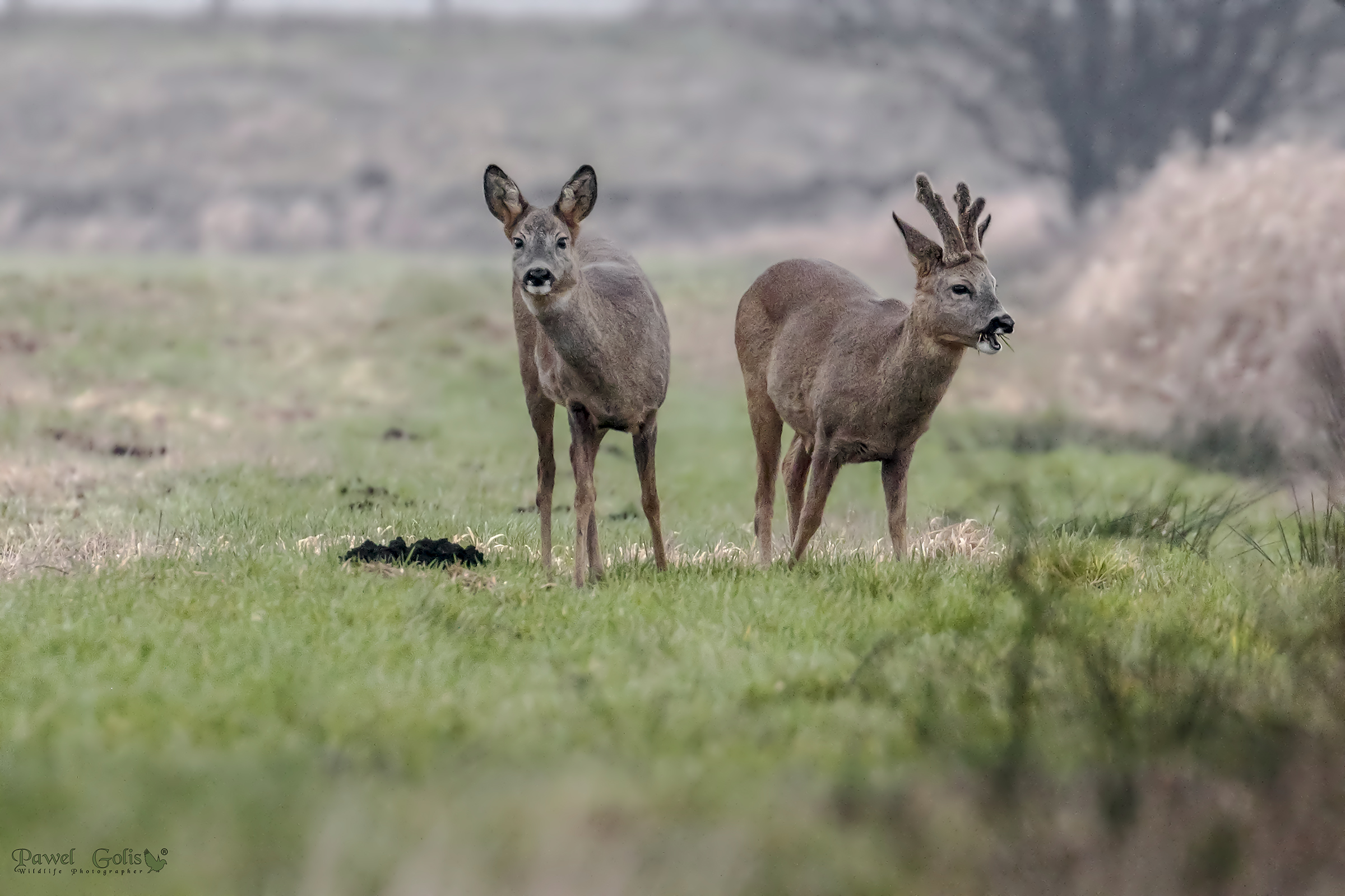Capriolo (Capreolus capreolus)