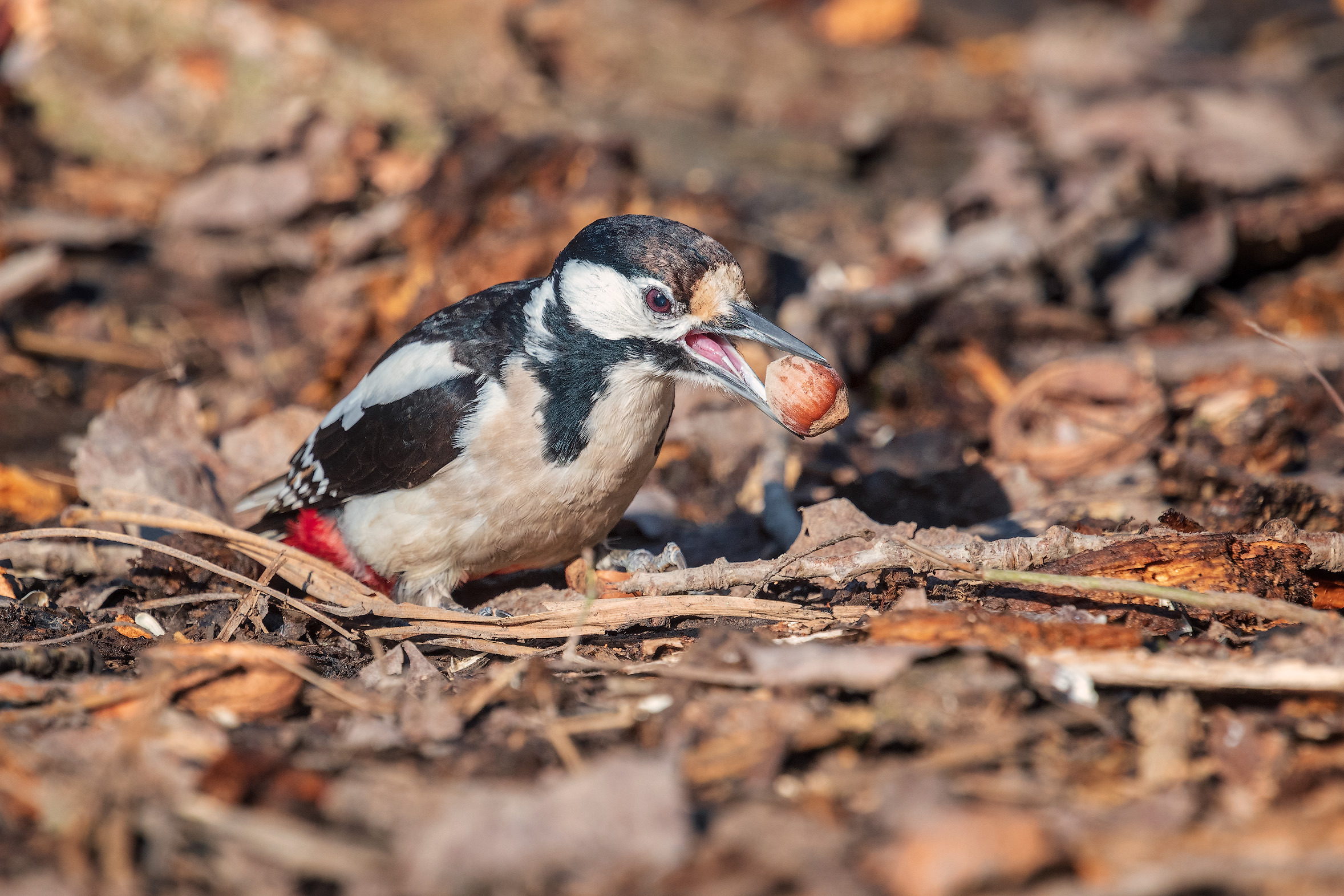 Red Woodpeckers