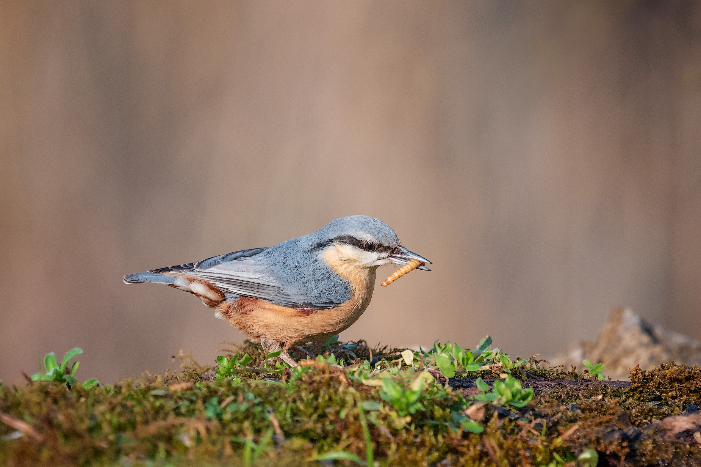 Nuthatch