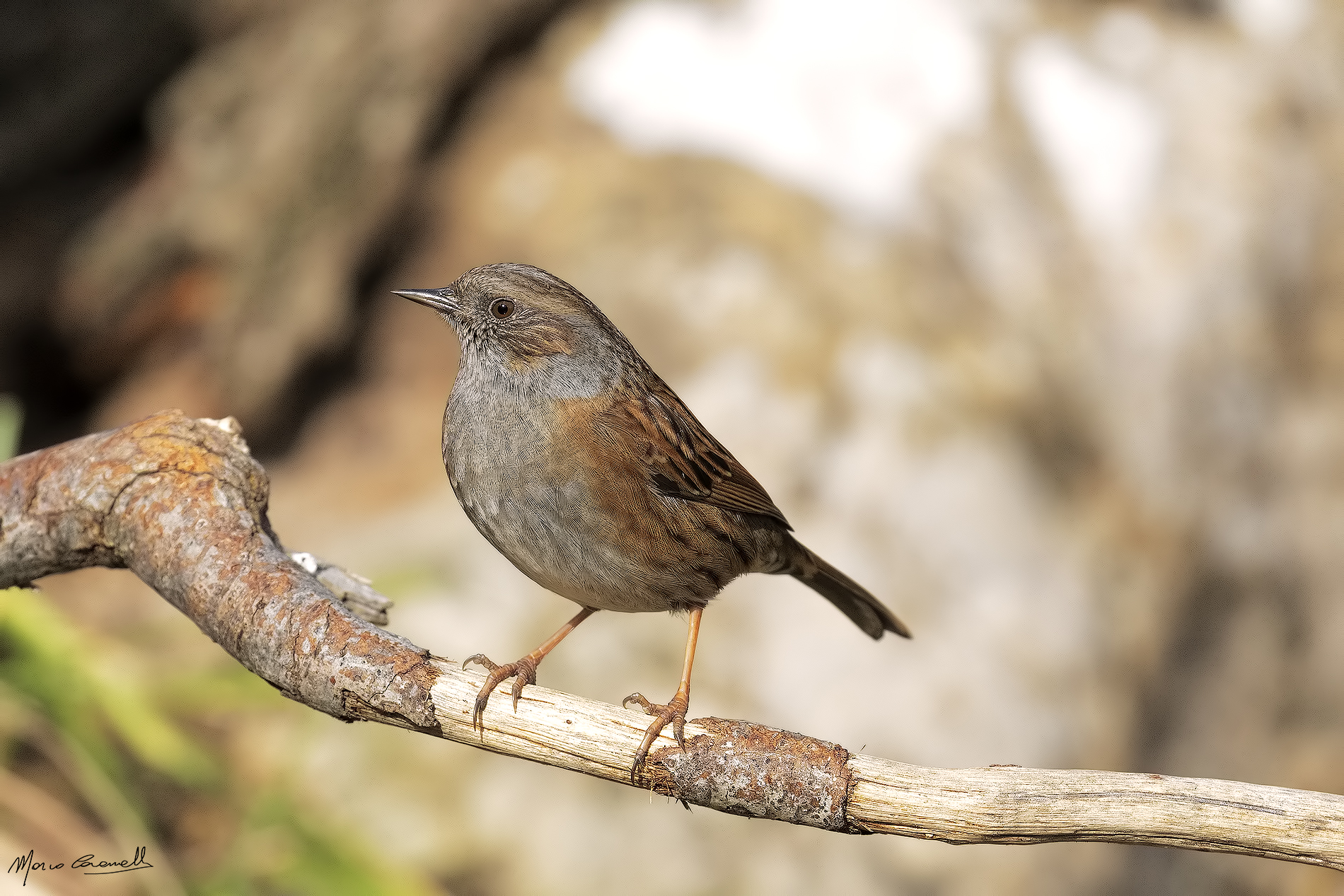 Passera Dunnock