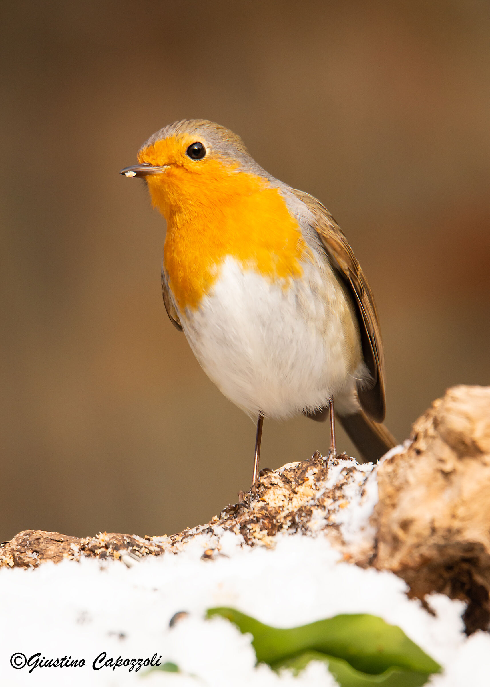 The Robin and the snow