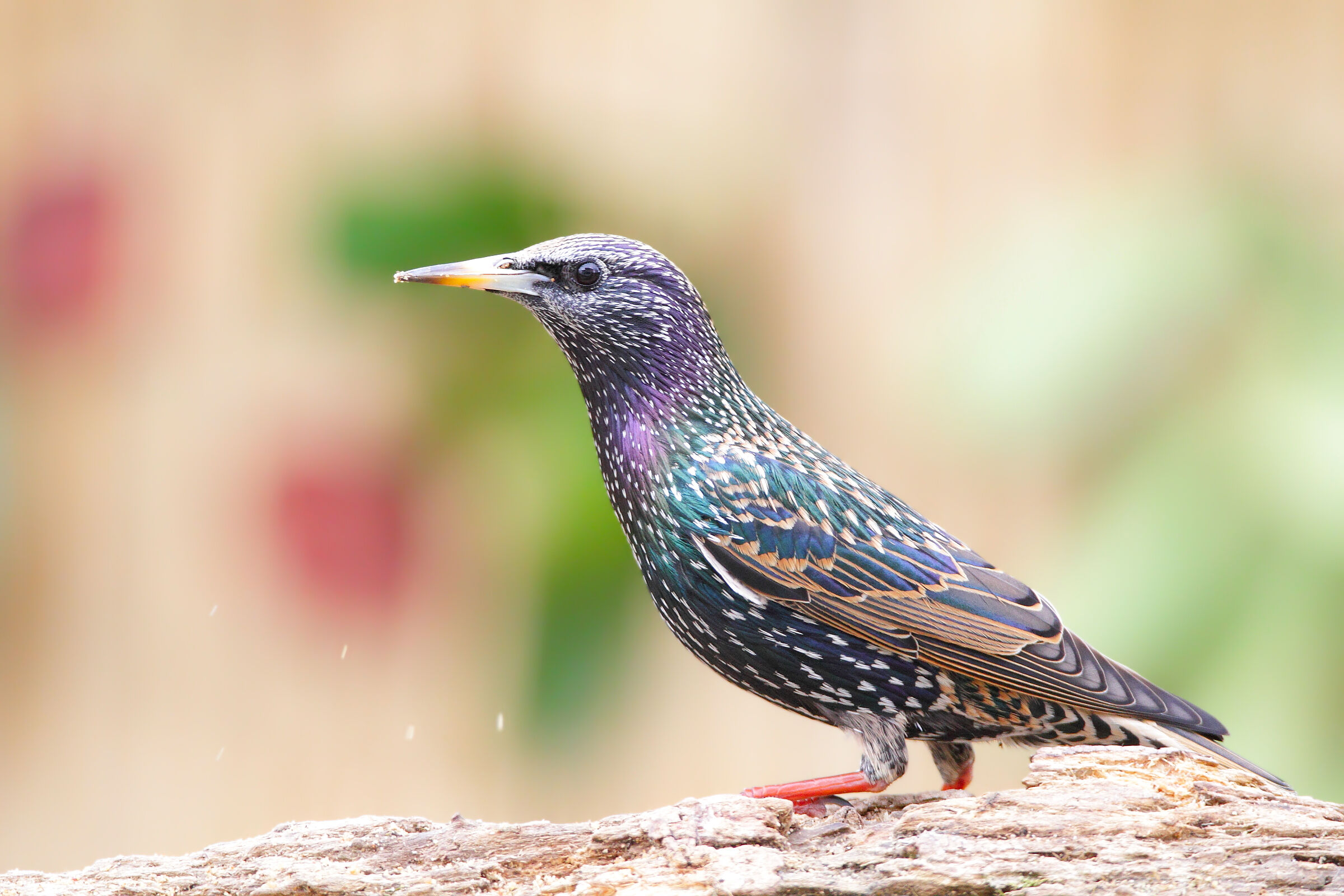 Ancora i colori dello storno