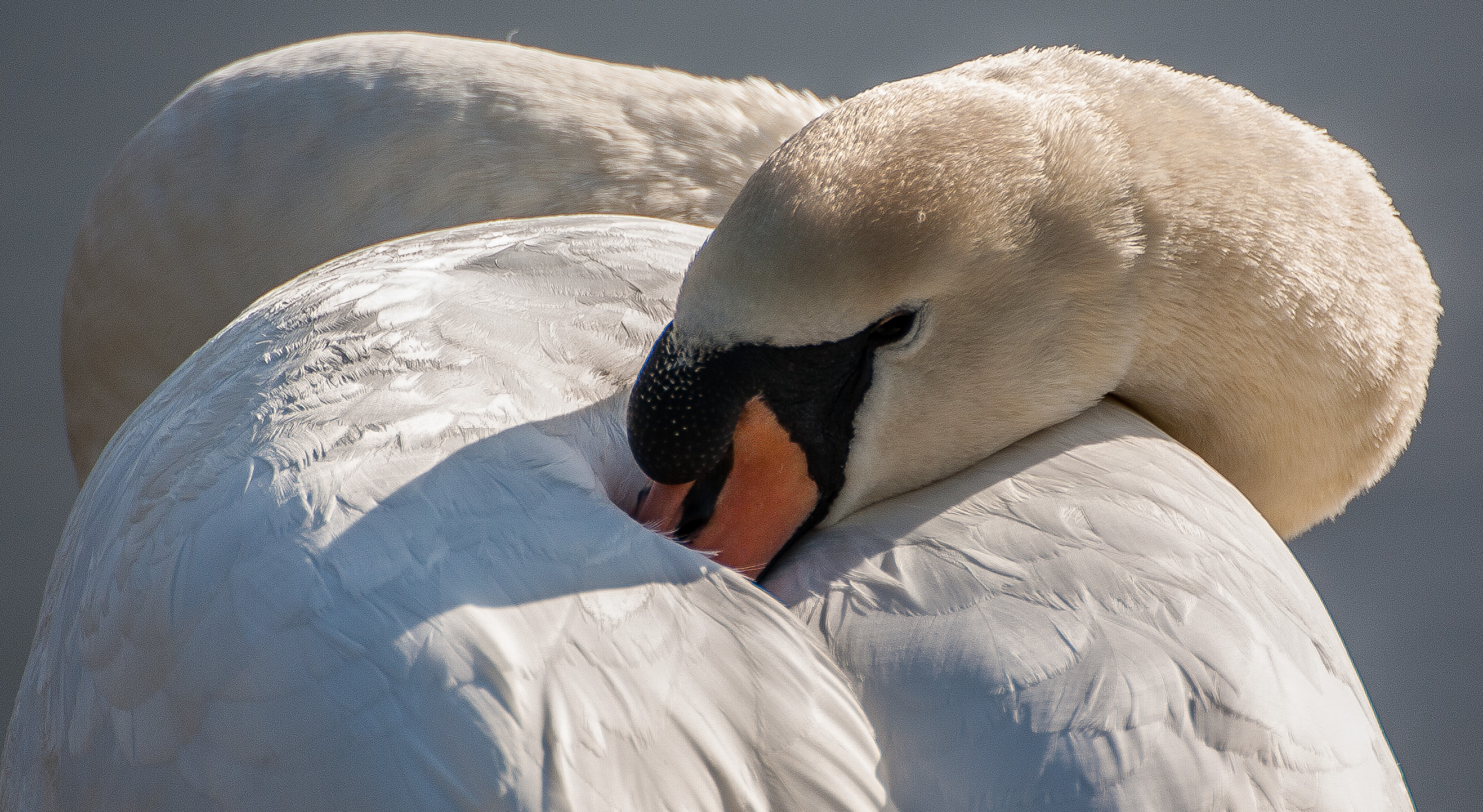 Swan's Tenderness
