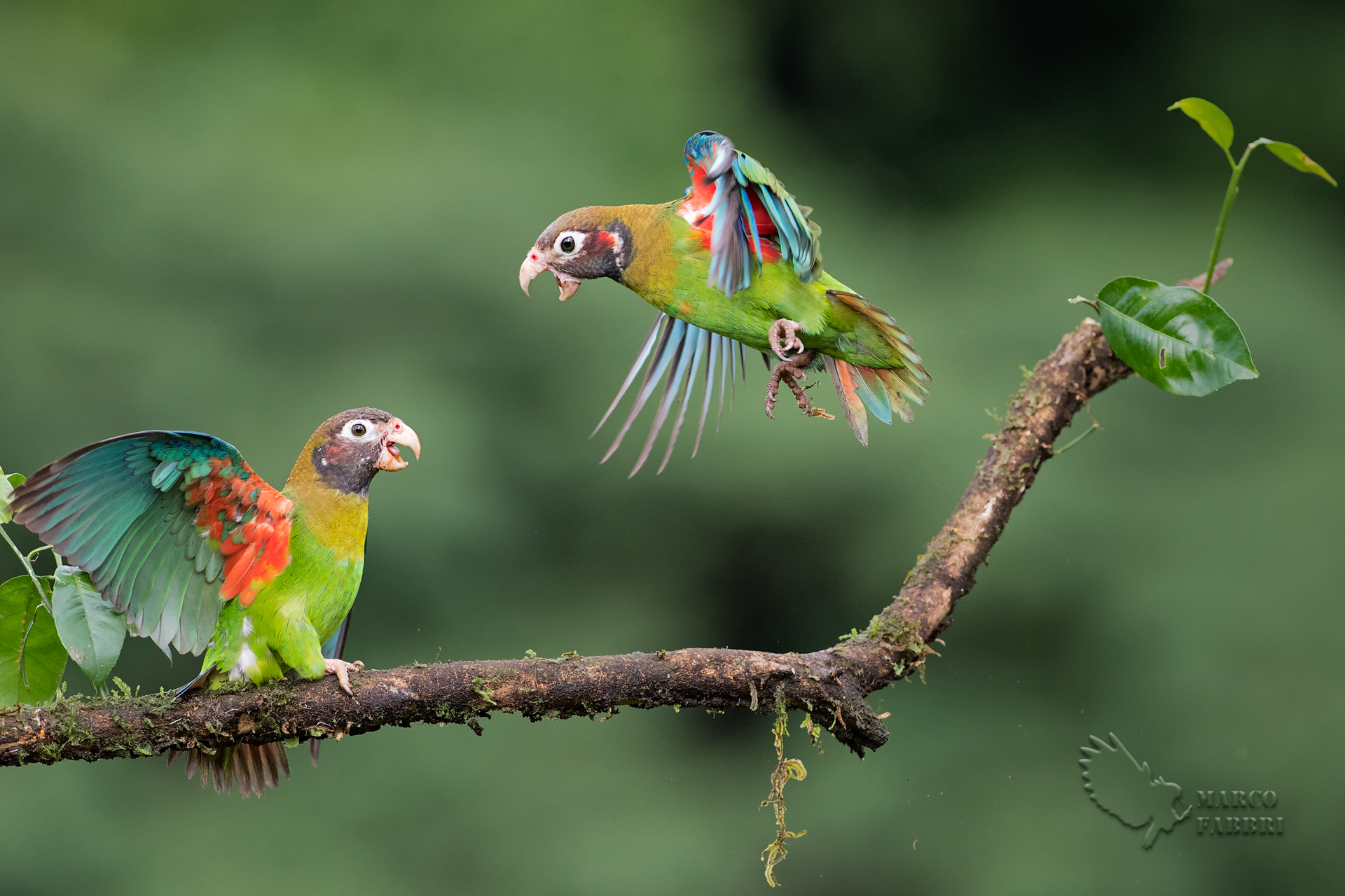 Parrot Fighting