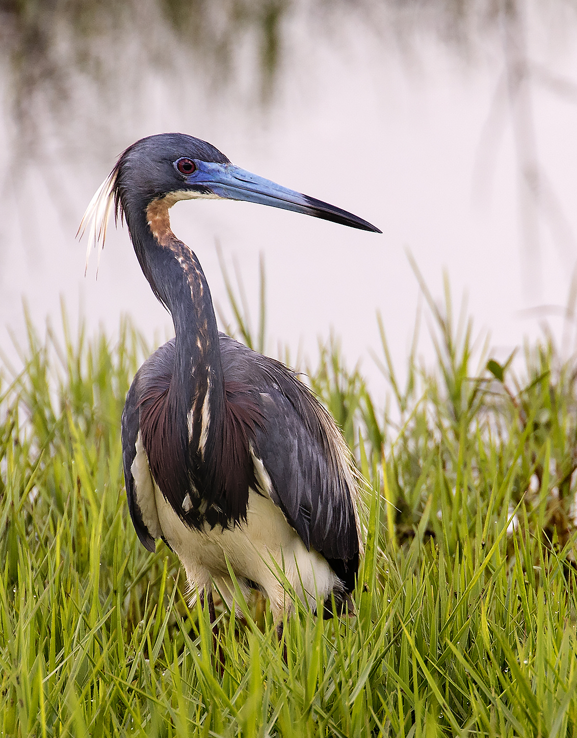 Tricolored Heron